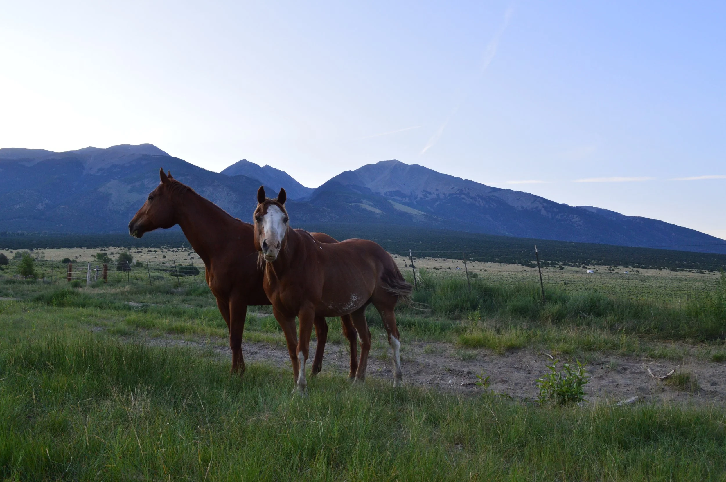 DSC_0353.JPG