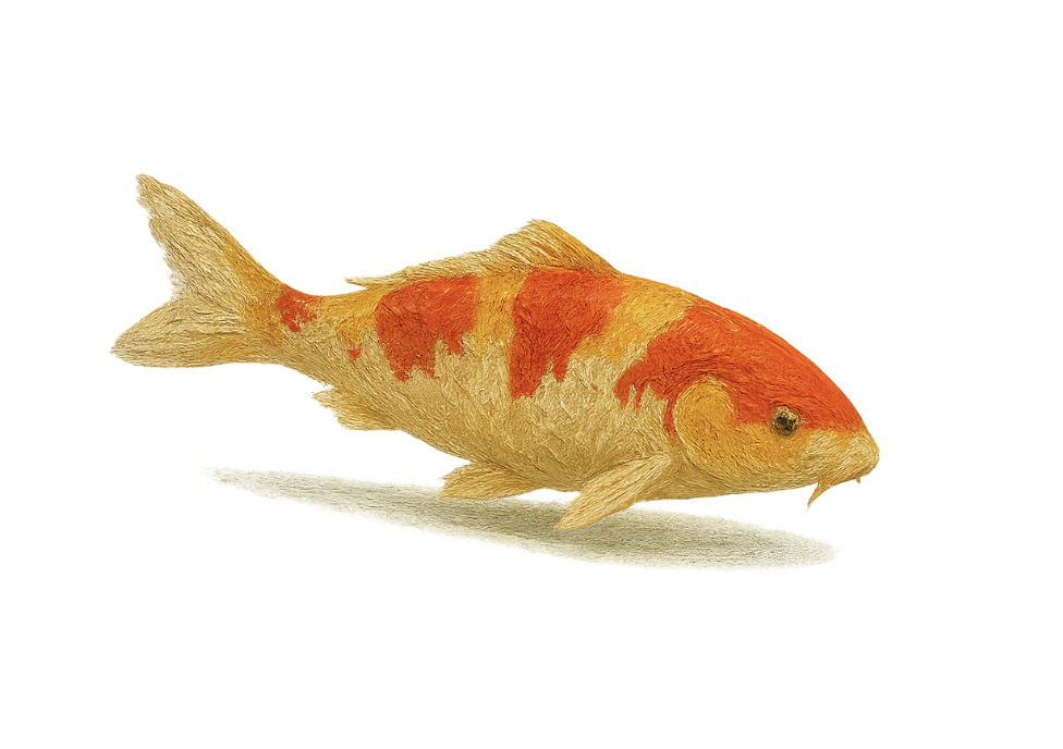 A realistic toy or model of a goldfish with orange and beige coloring, positioned on a white background.