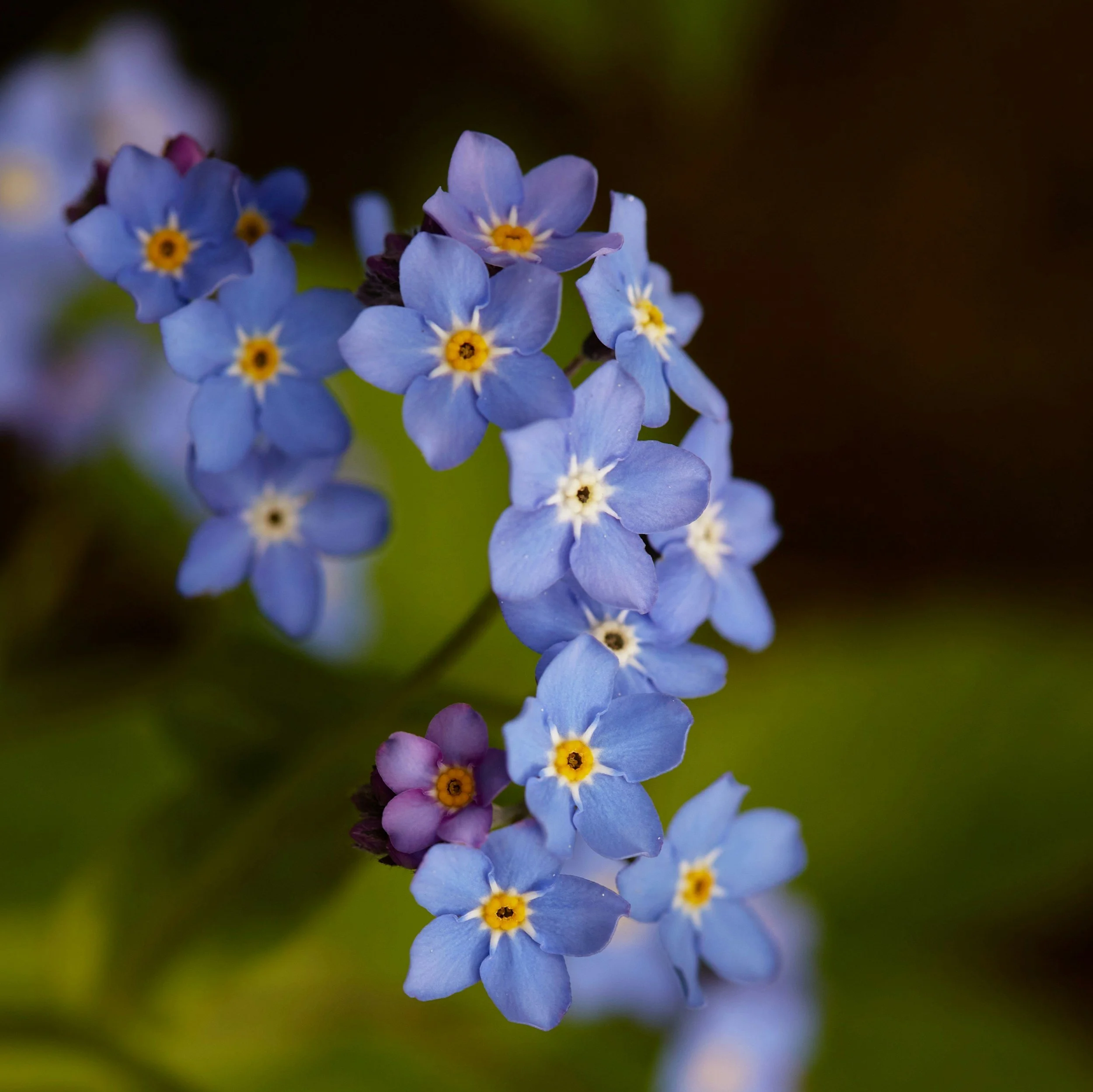 Alaskan forget-me-not flowers representing the integrative healing at Unscripted Medicine