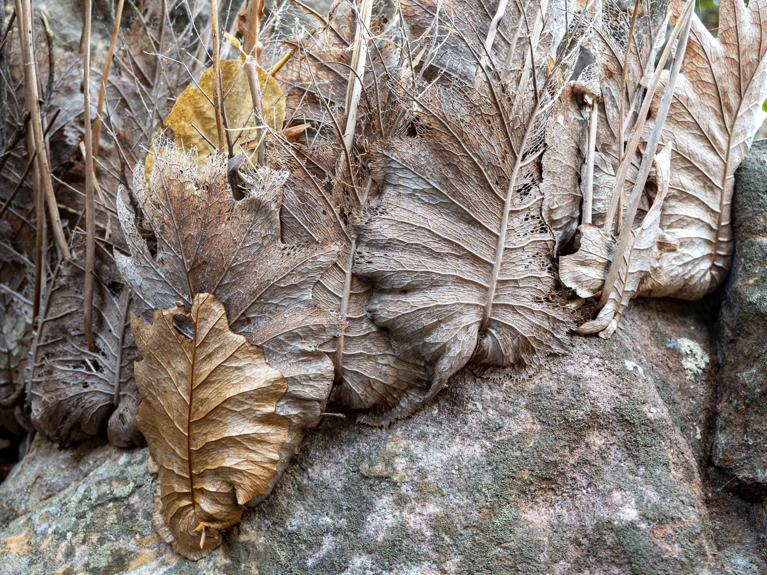 Ferns.jpg