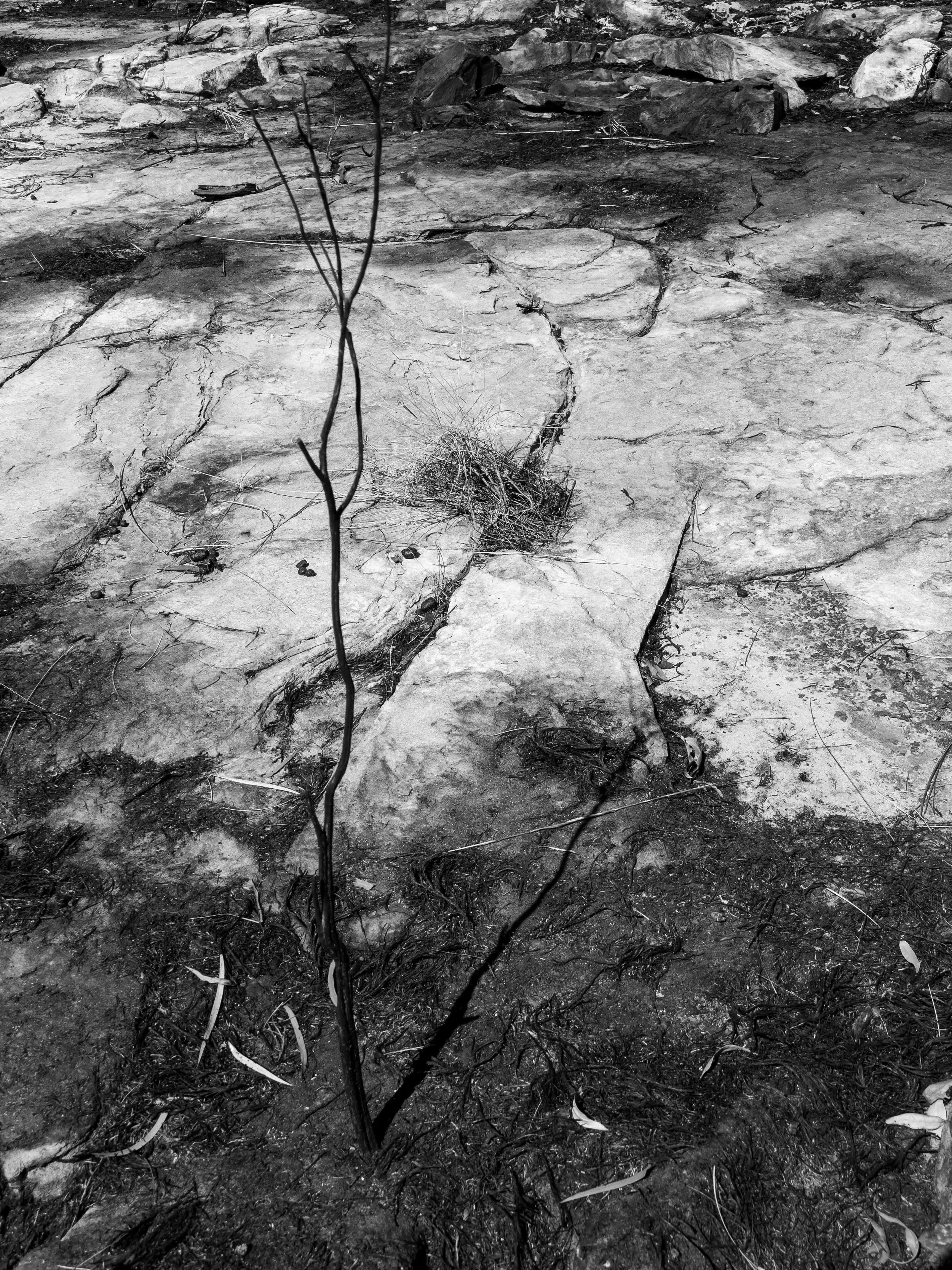 Burnt Country