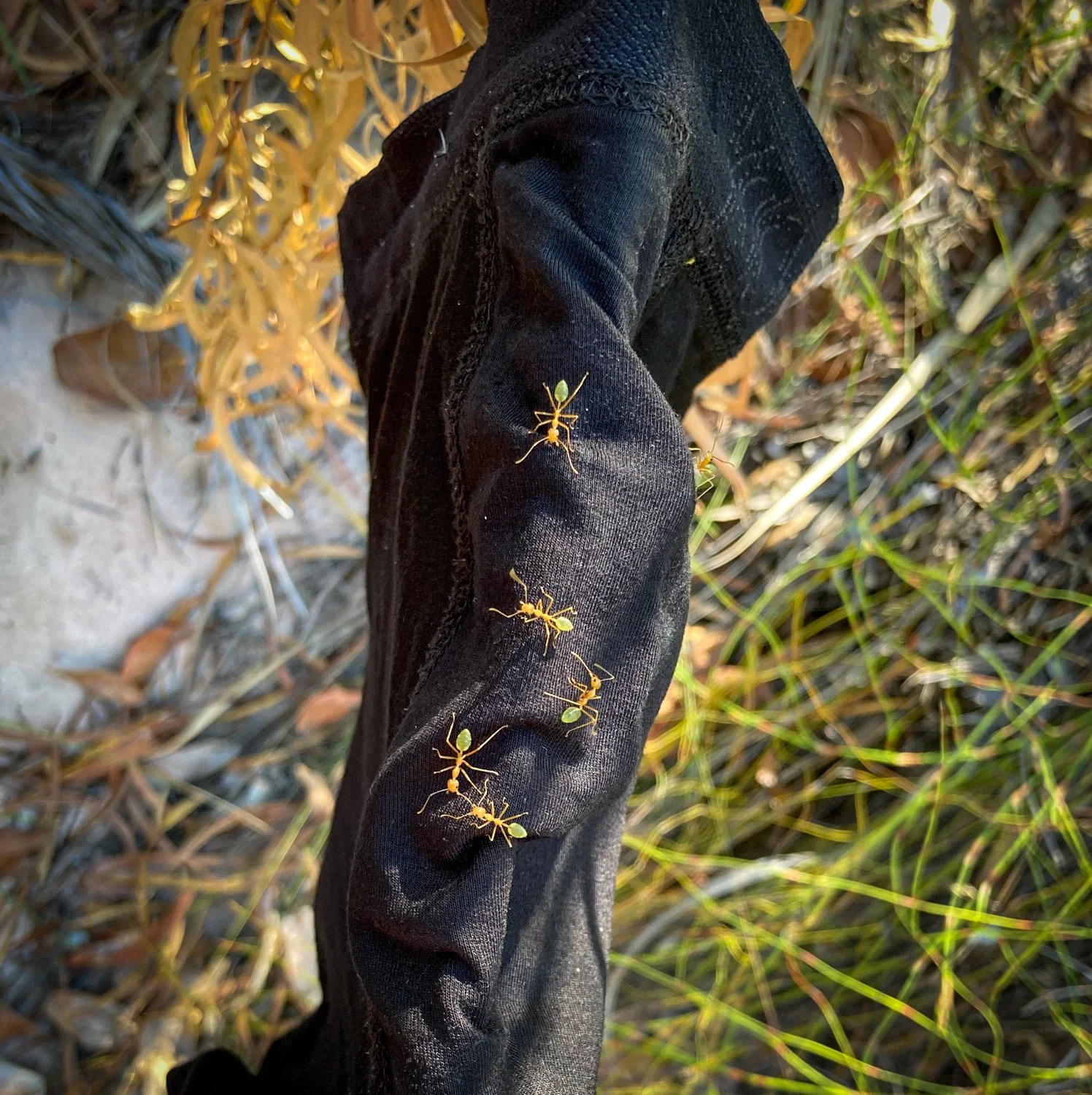 Green Ant Dreaming
