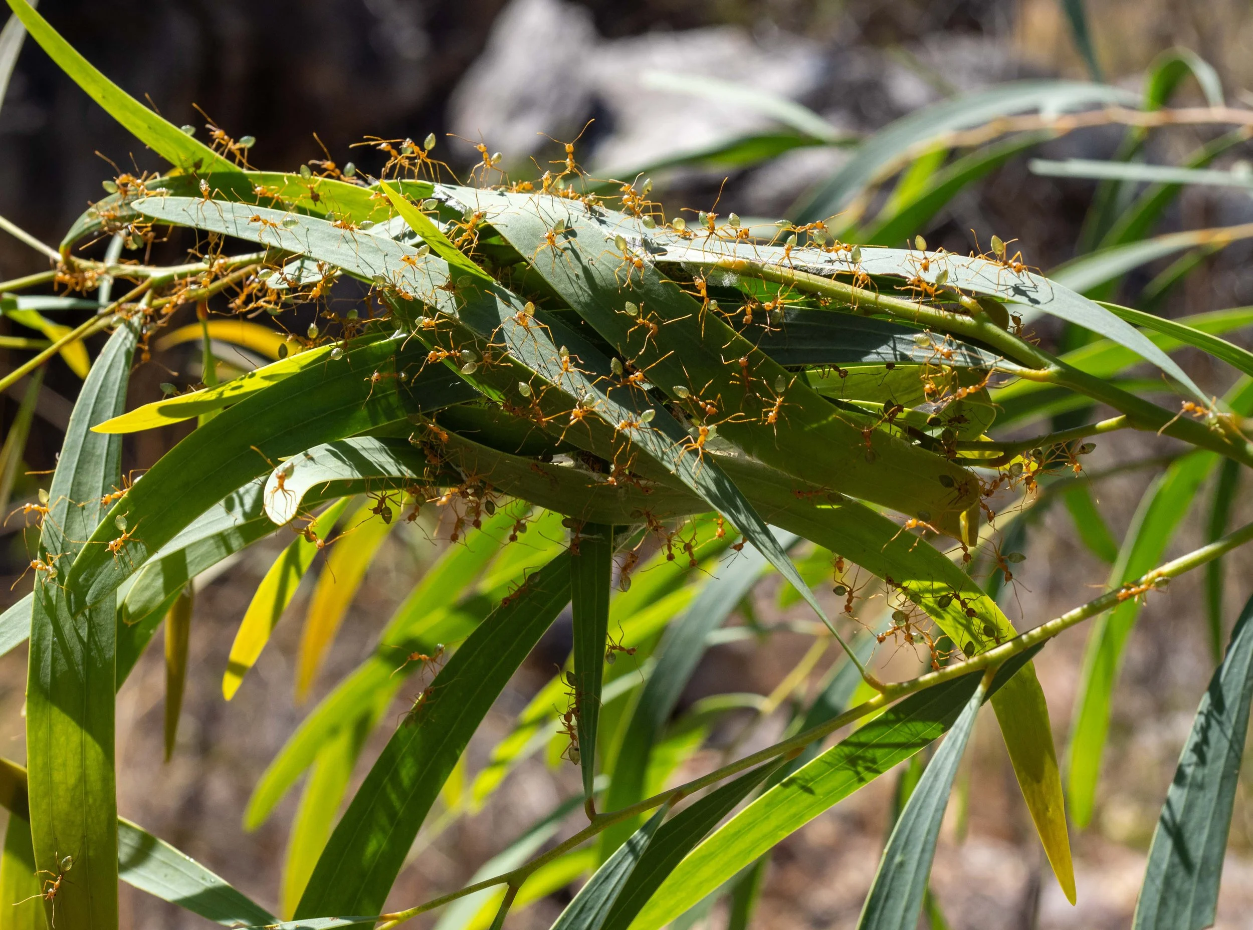 Green Ants.jpg