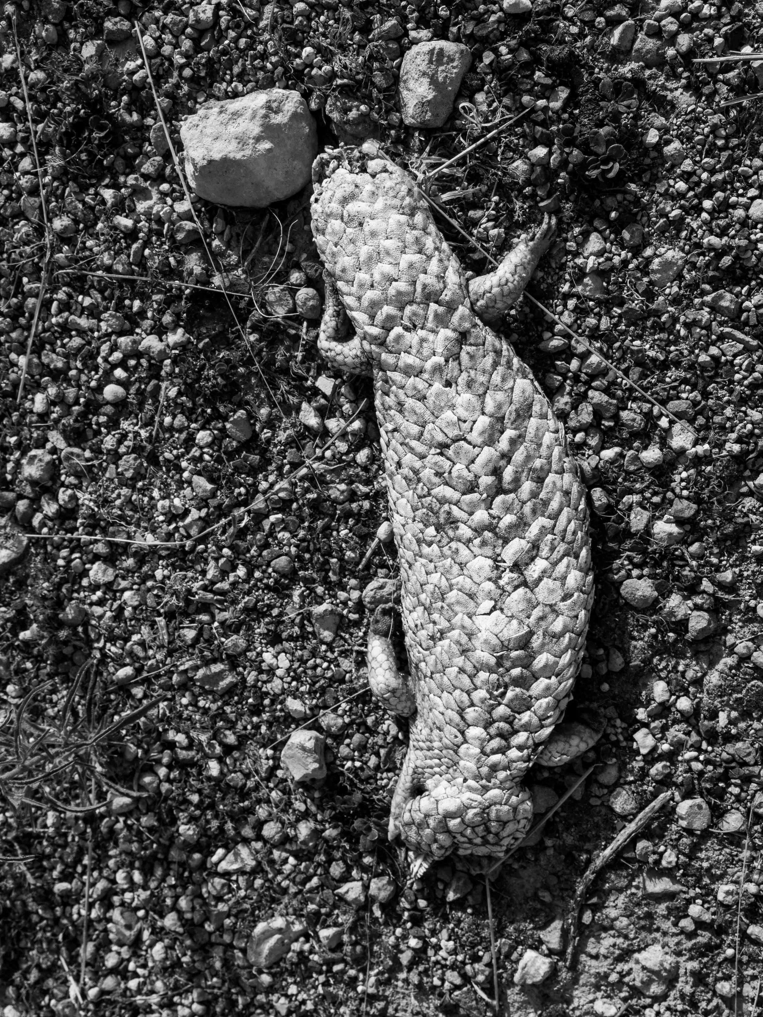 Lizard.jpg
