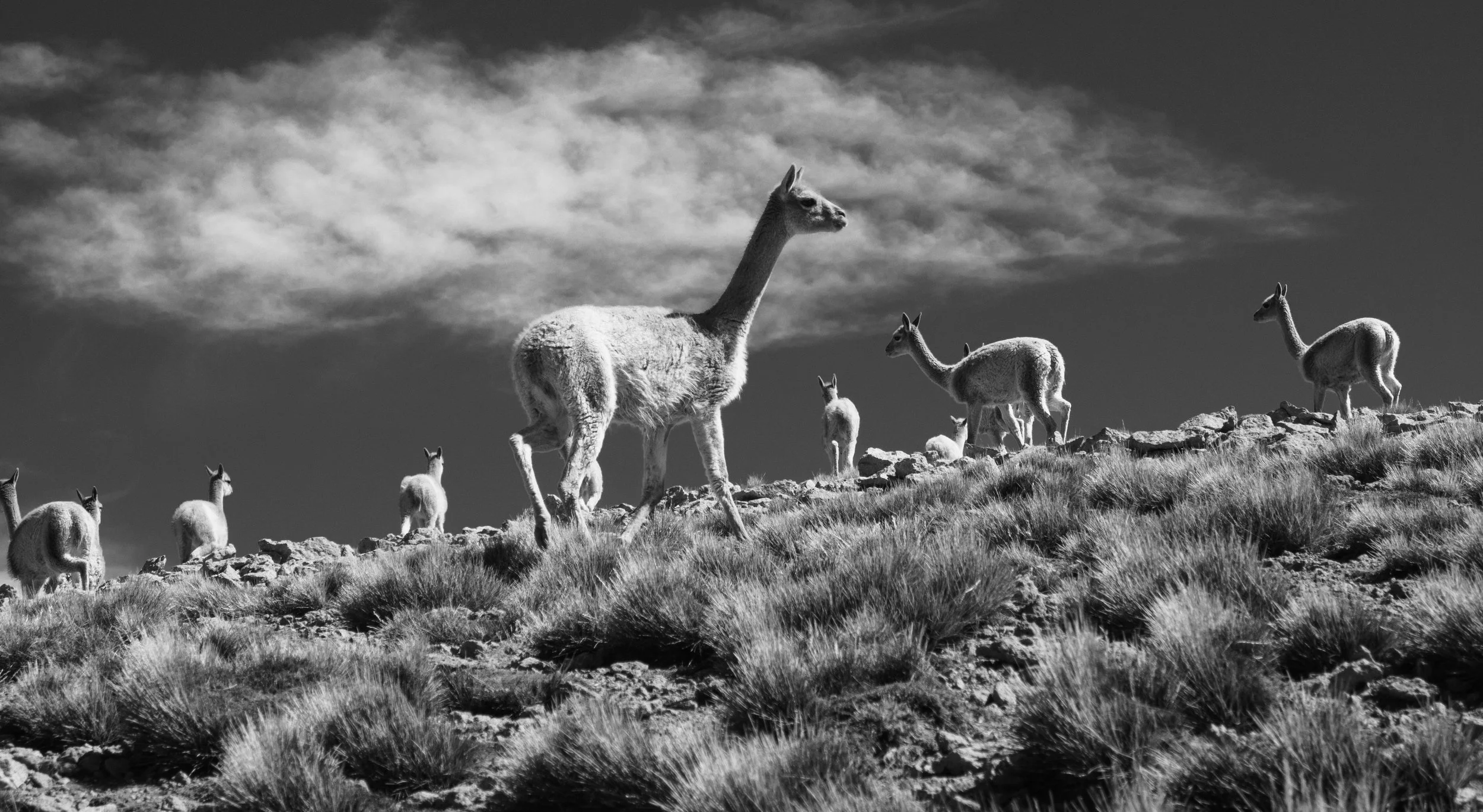 Vicuñas.jpg