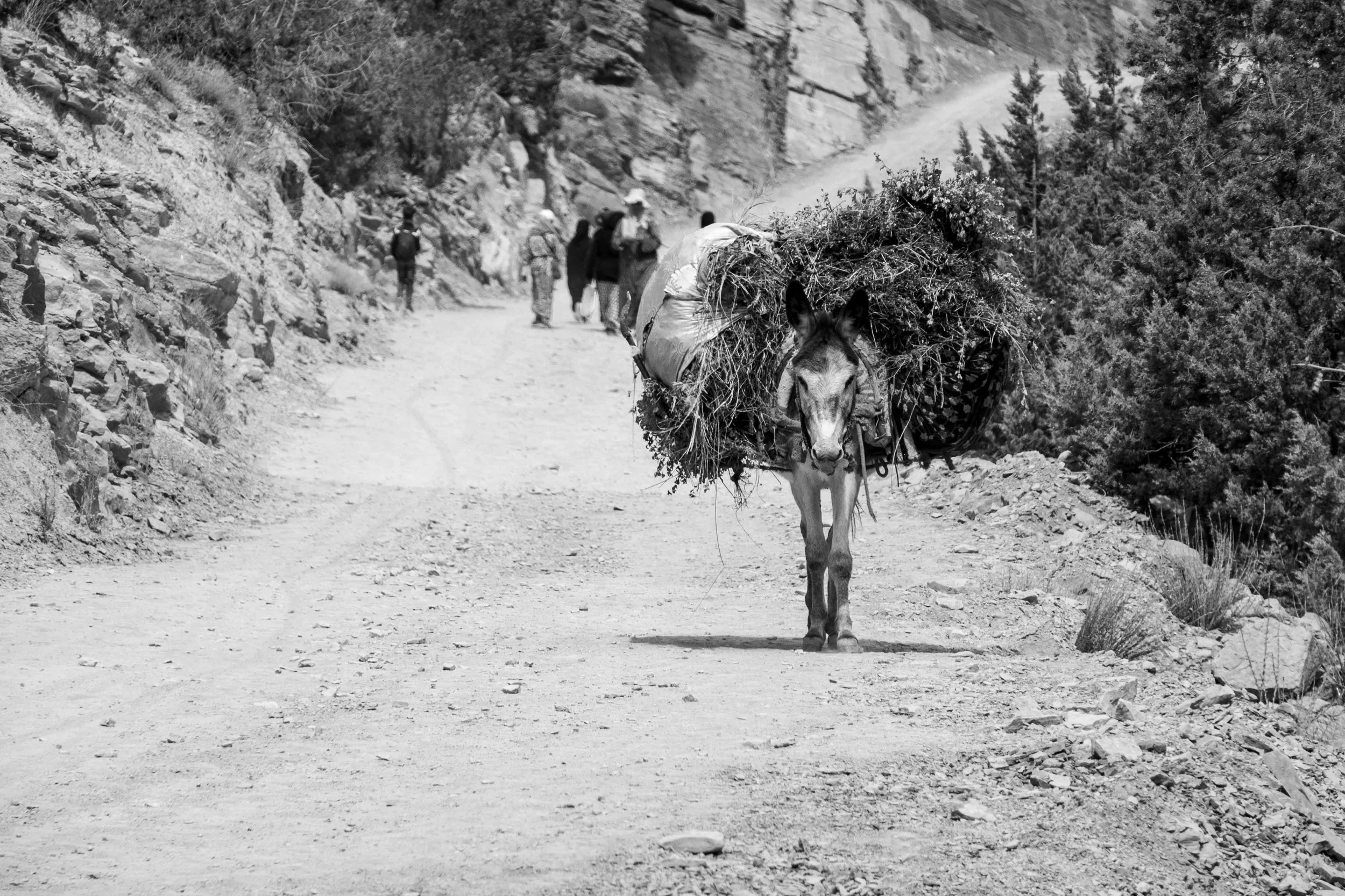 el camino #1.jpg