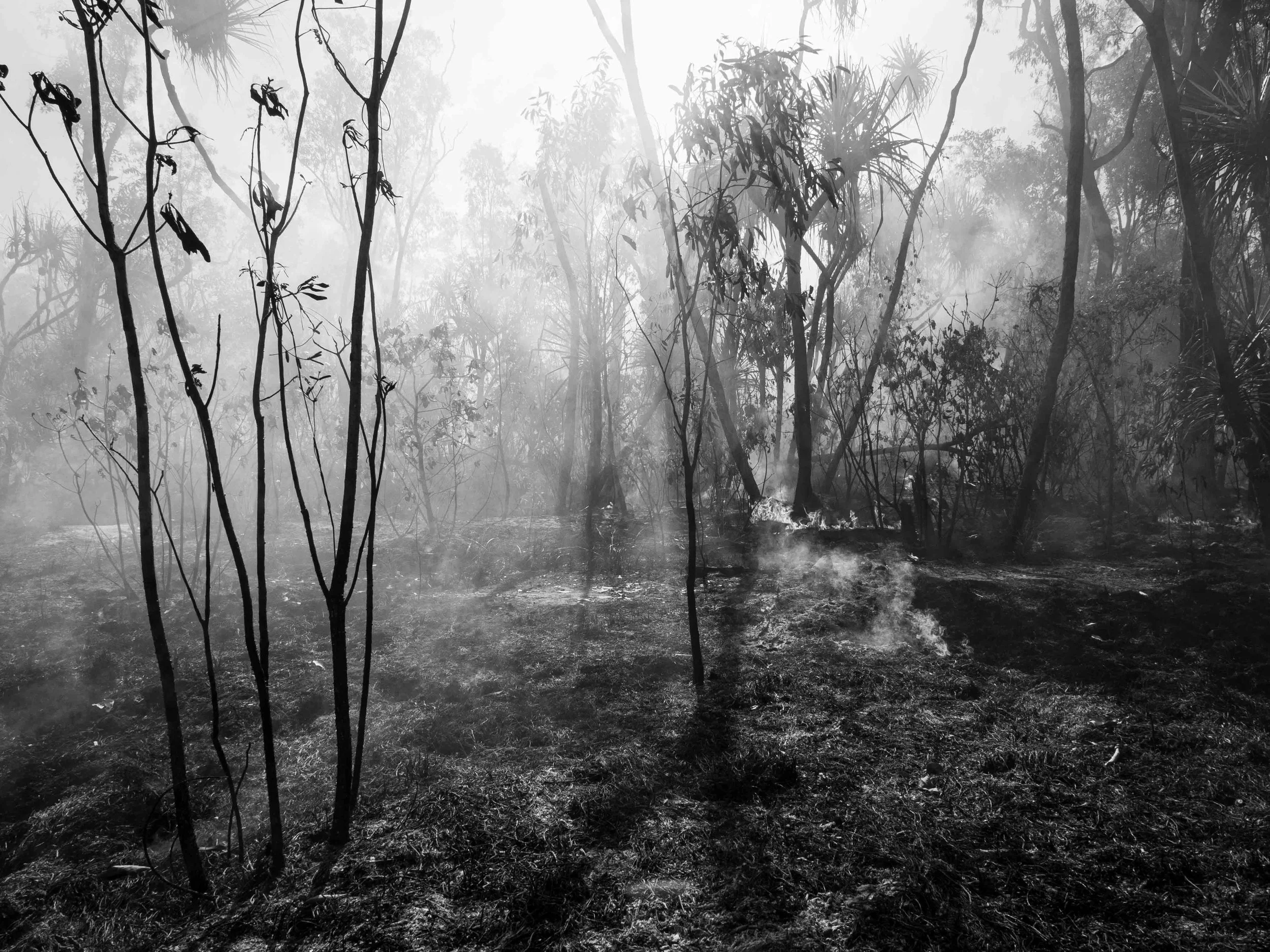 Incendio  en le bosque 1.jpg