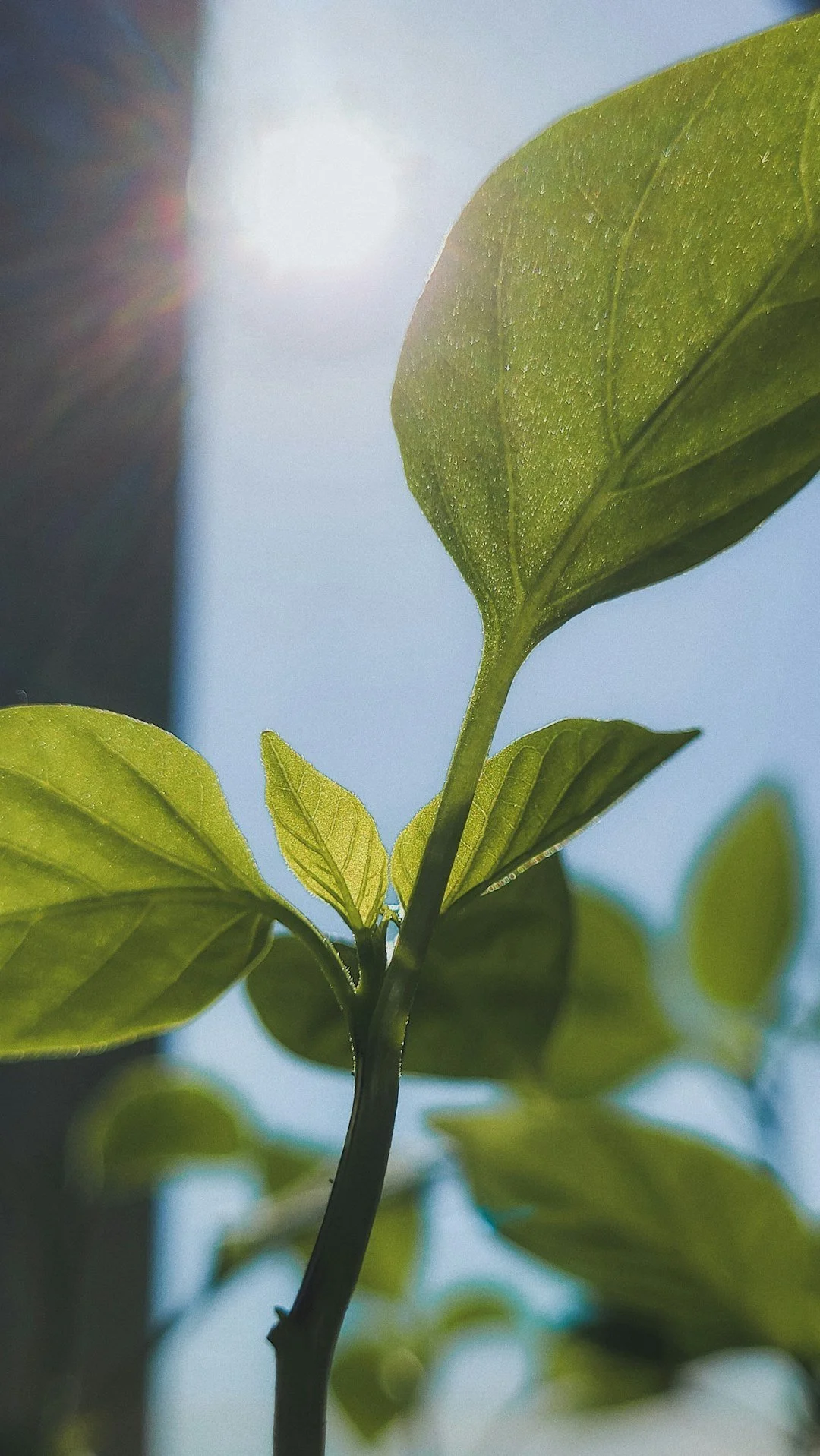 Building Capacity for Sustainable Work