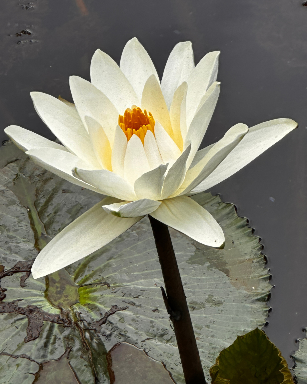 Living Mindfully
