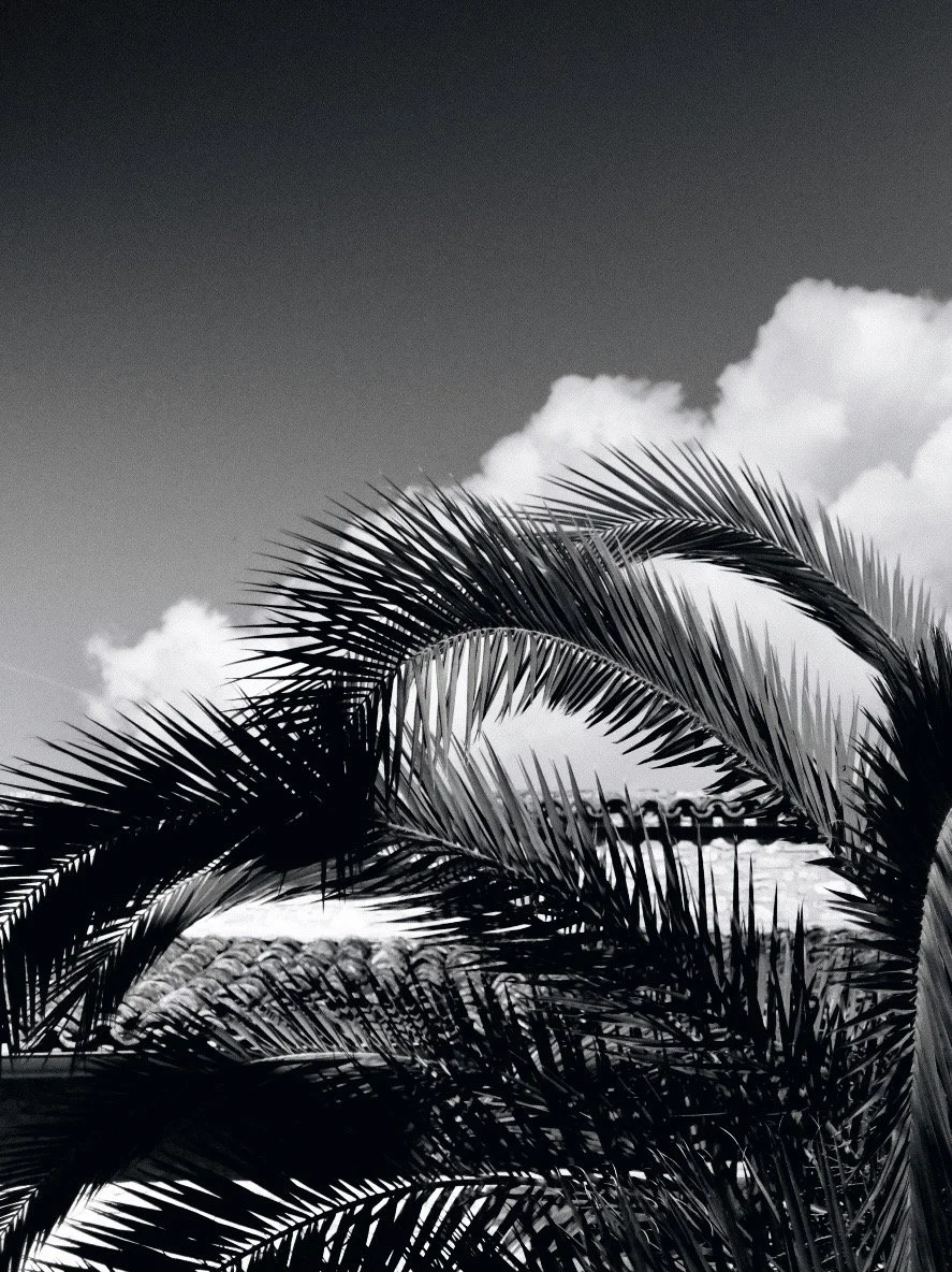 Fotografia in bianco e nero ad alto contrasto di fronde di palma contro un cielo nuvoloso, con un tetto di tegole sullo sfondo. Dettaglio urbano ed estetica analogica di Jim Veronese.