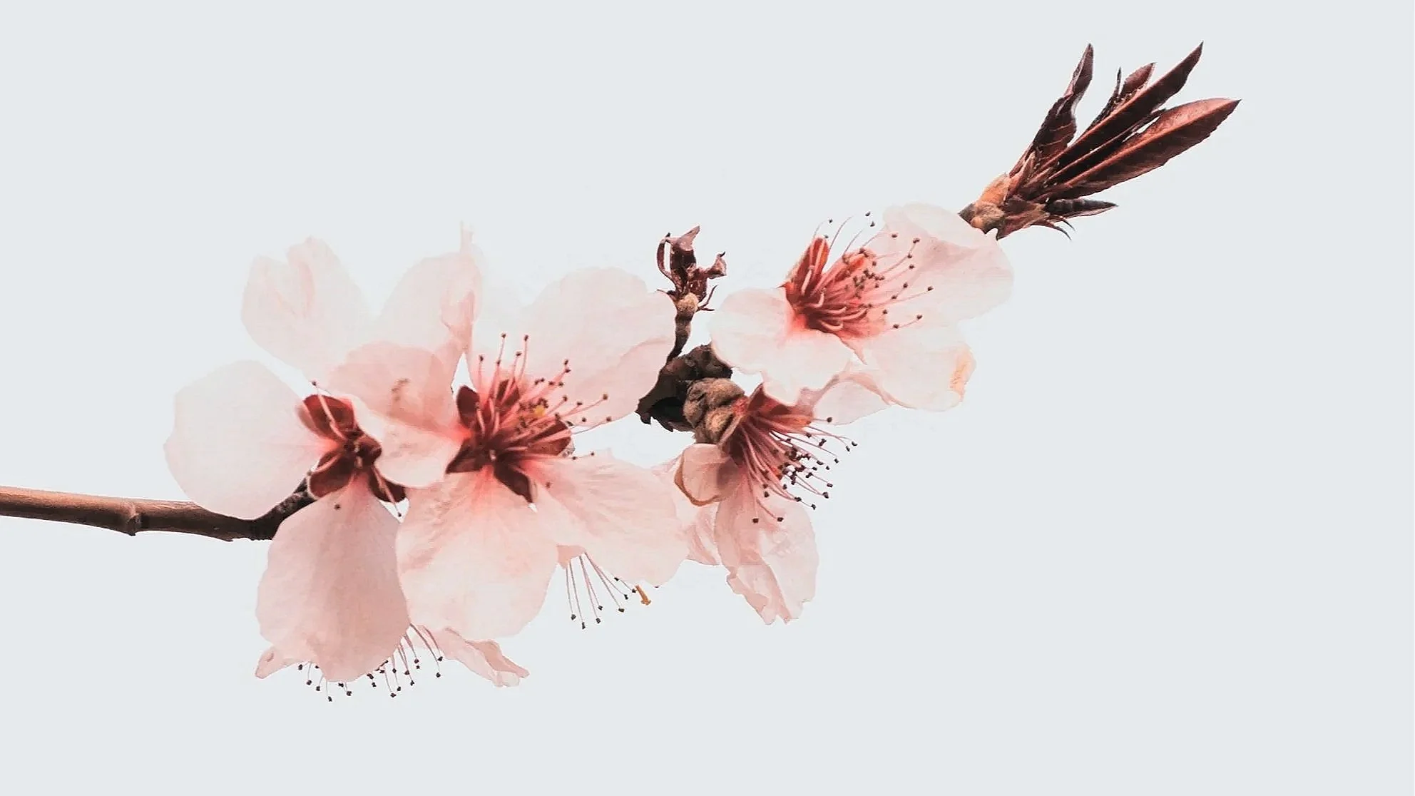 Nahaufnahme einer Kirschblüte mit zartrosa Blüten und braunen Zweigen gegen einen hellgrauen Hintergrund.