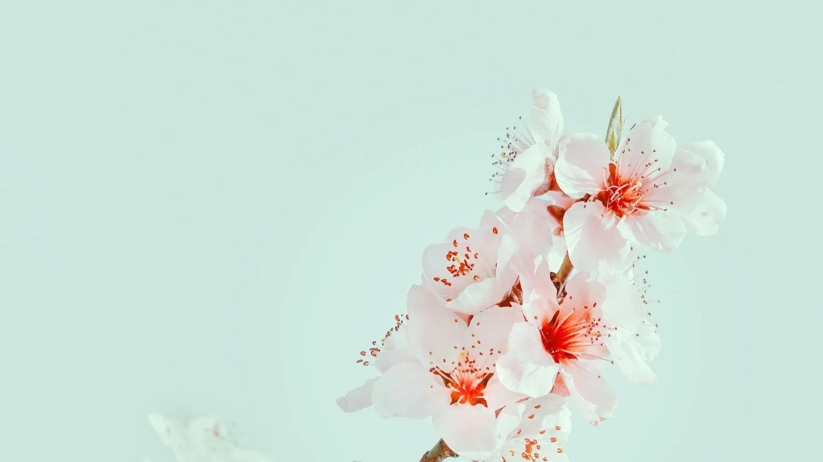 Nahaufnahme von rosa Blüten an einem Zweig gegen einen hellblauen Himmel.