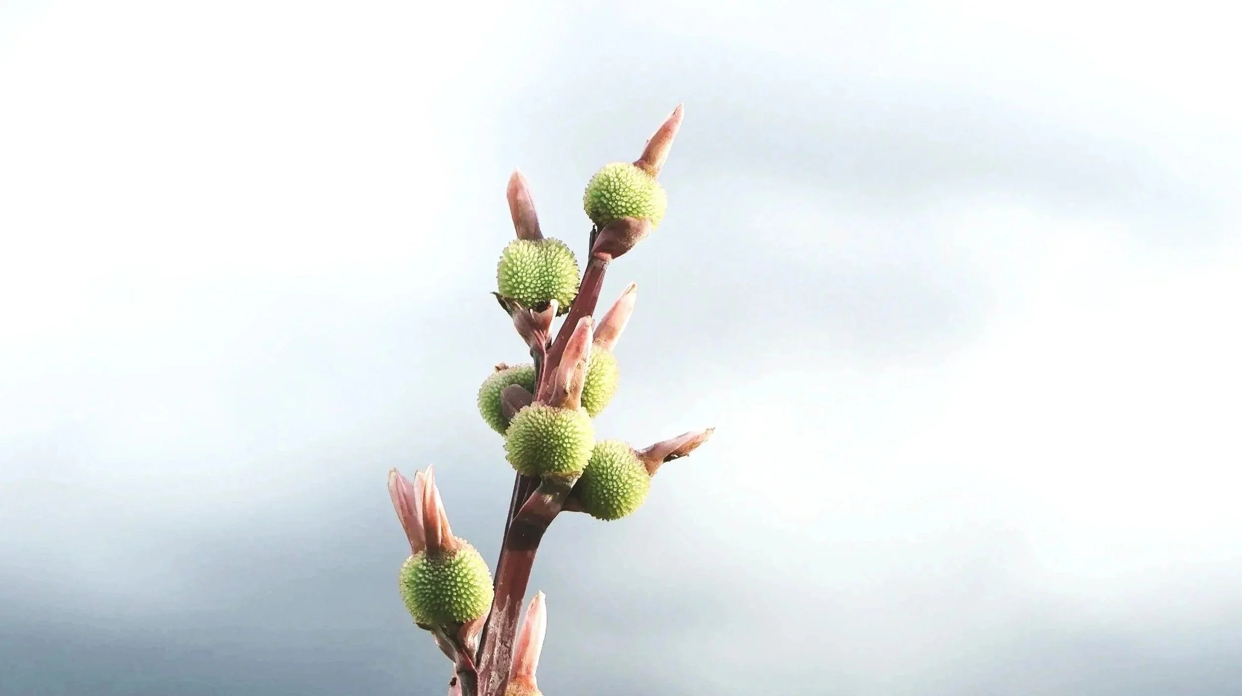 Eine Pflanze mit länglichen, rosa gefärbten Knospen und kleinen, grünen, kugelförmigen Früchten gegen einen hellblauen Himmel