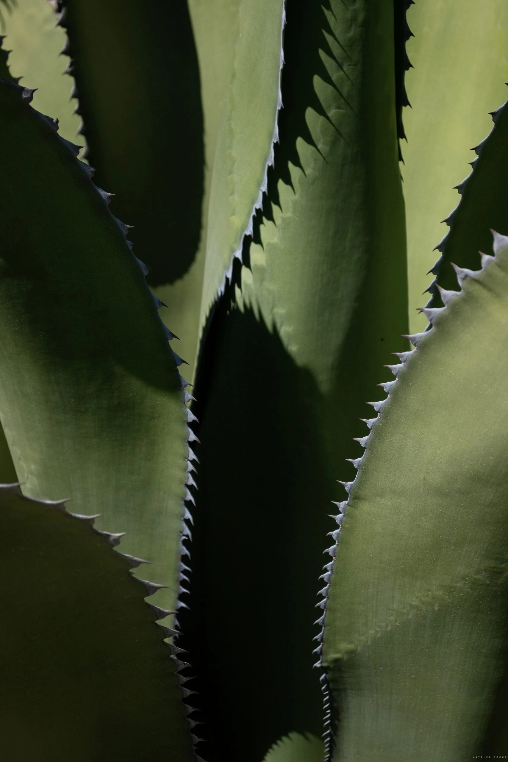 Close-up of green agave plant leaves with sharp, jagged edges.