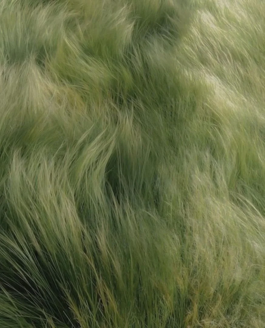 Close-up of green grass or plant with long, thin blades.