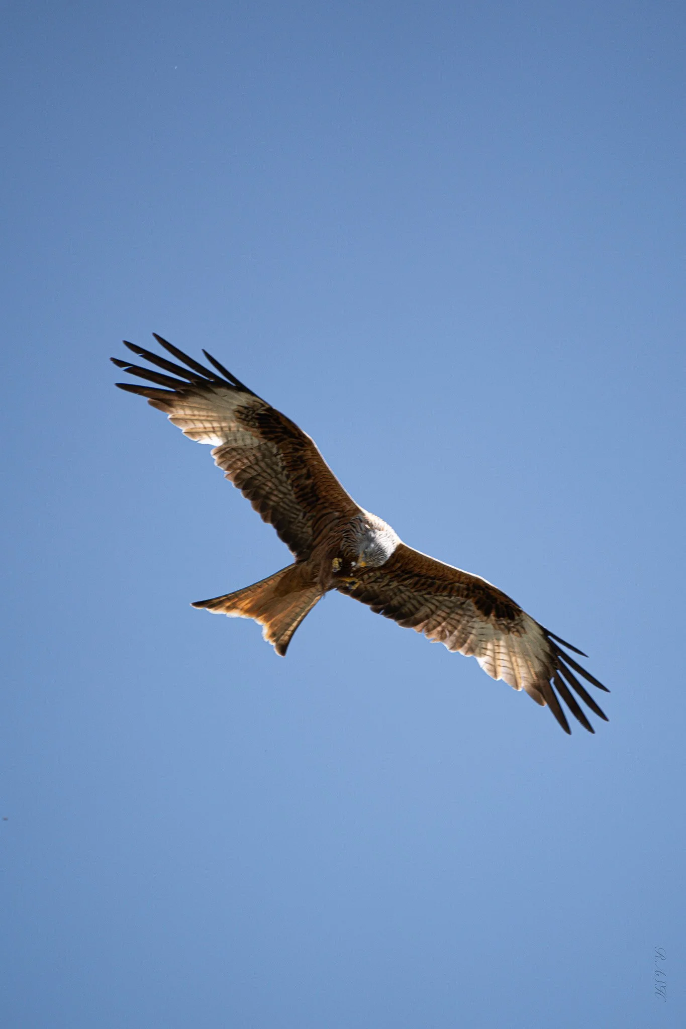 A bird of prey, possibly a hawk or falcon, flying in a clear blue sky with its wings spread.