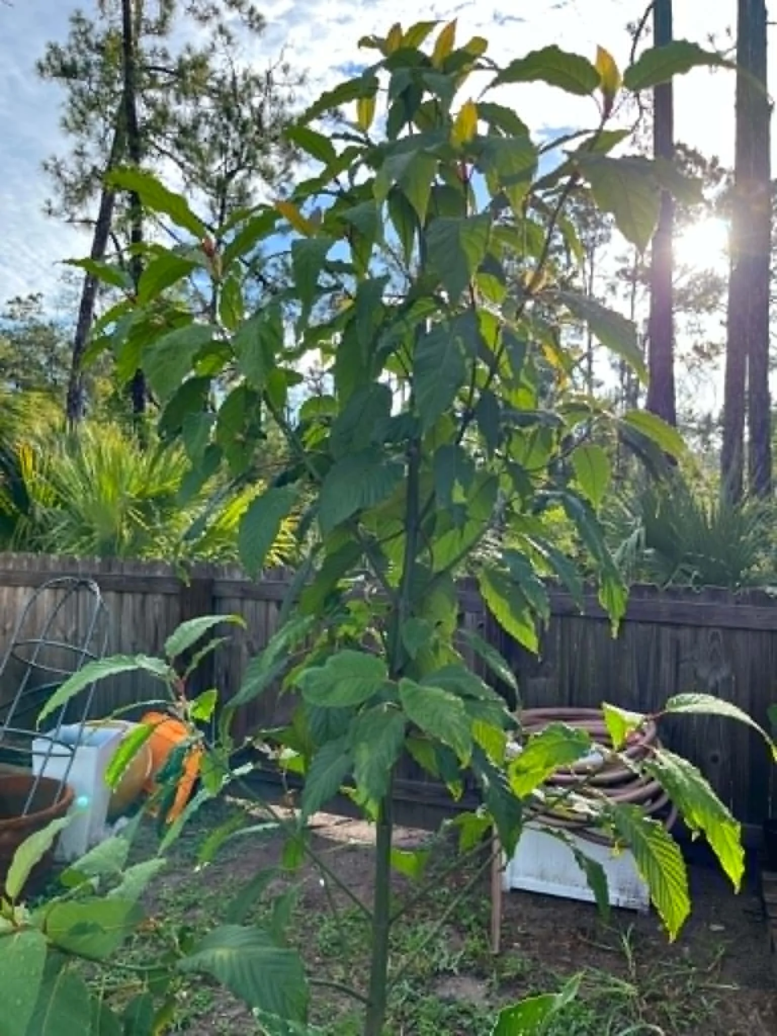 Mitragyna speciosa: A Botanical Introduction for Growers and Collectors