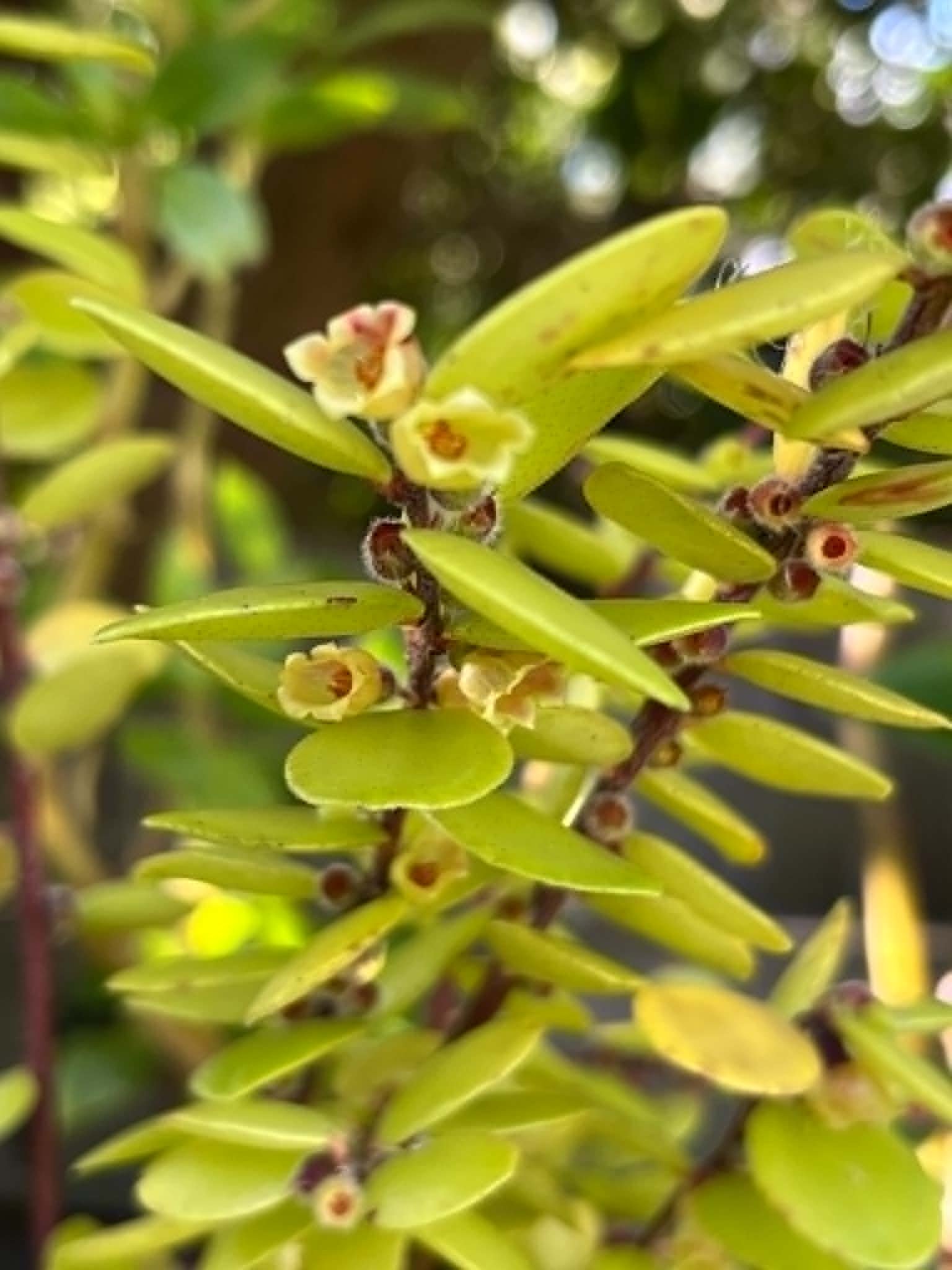 What Makes a Plant Rare?