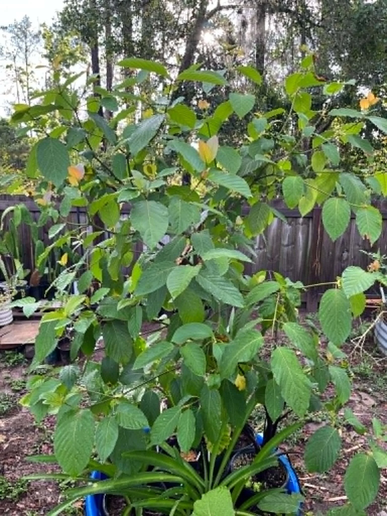 Rifat: The Clone That Helped Put Kratom on the Scientific Map