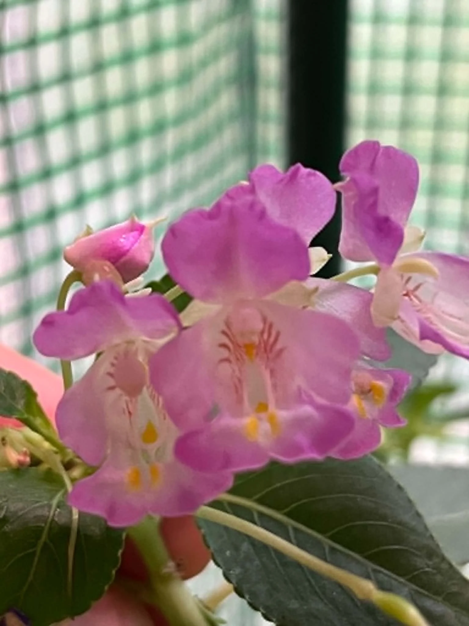 Impatiens tuberosa: The Caudiciform Impatiens That Changed How I Look at the Genus