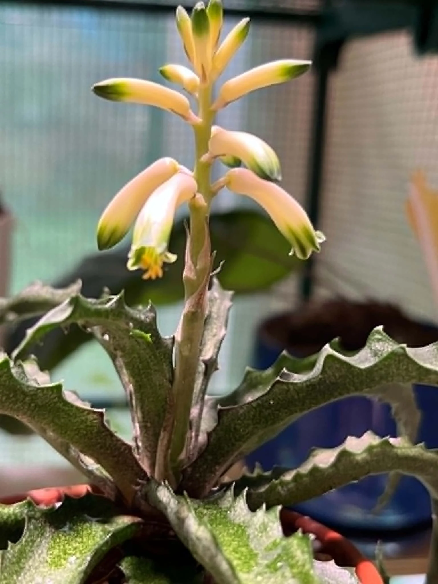 Aloe zombitsiensis: A Rare Madagascar Aloe in Bloom at Traphouse Nursery