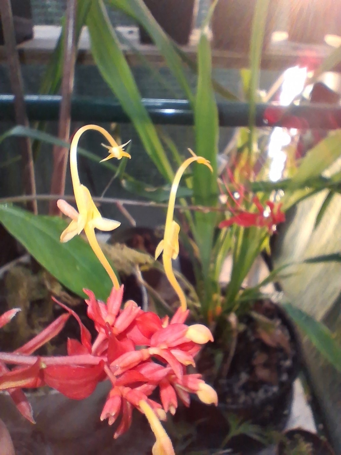 Yellow flowers with long curved structures rising above red bracts on the nursery plant labeled Globba atrosanguinea.