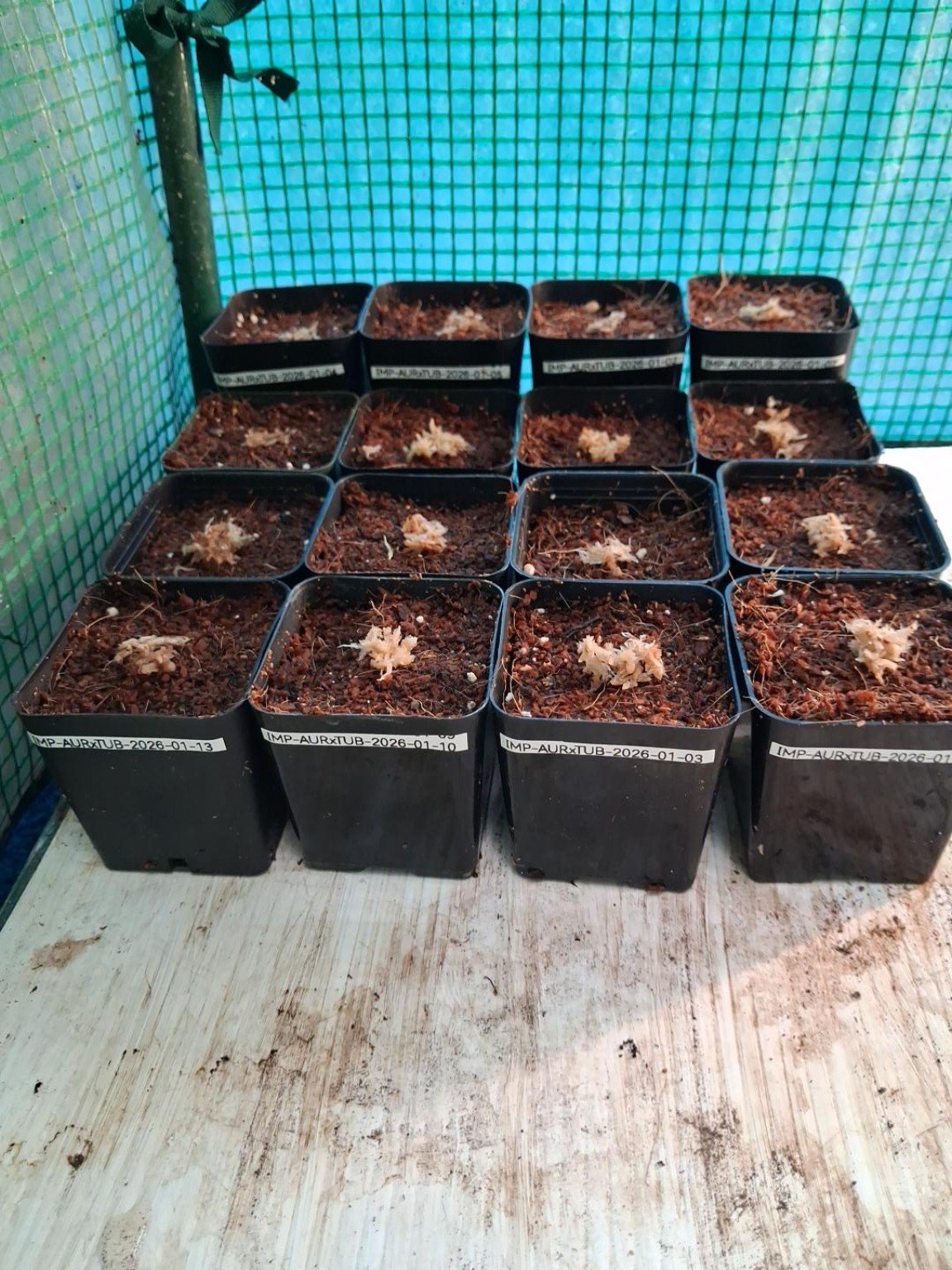 Sixteen individually labeled Impatiens sowing pots in the growing enclosure on October 22, 2026; cohort IMP-AURxTUB-2026-01.