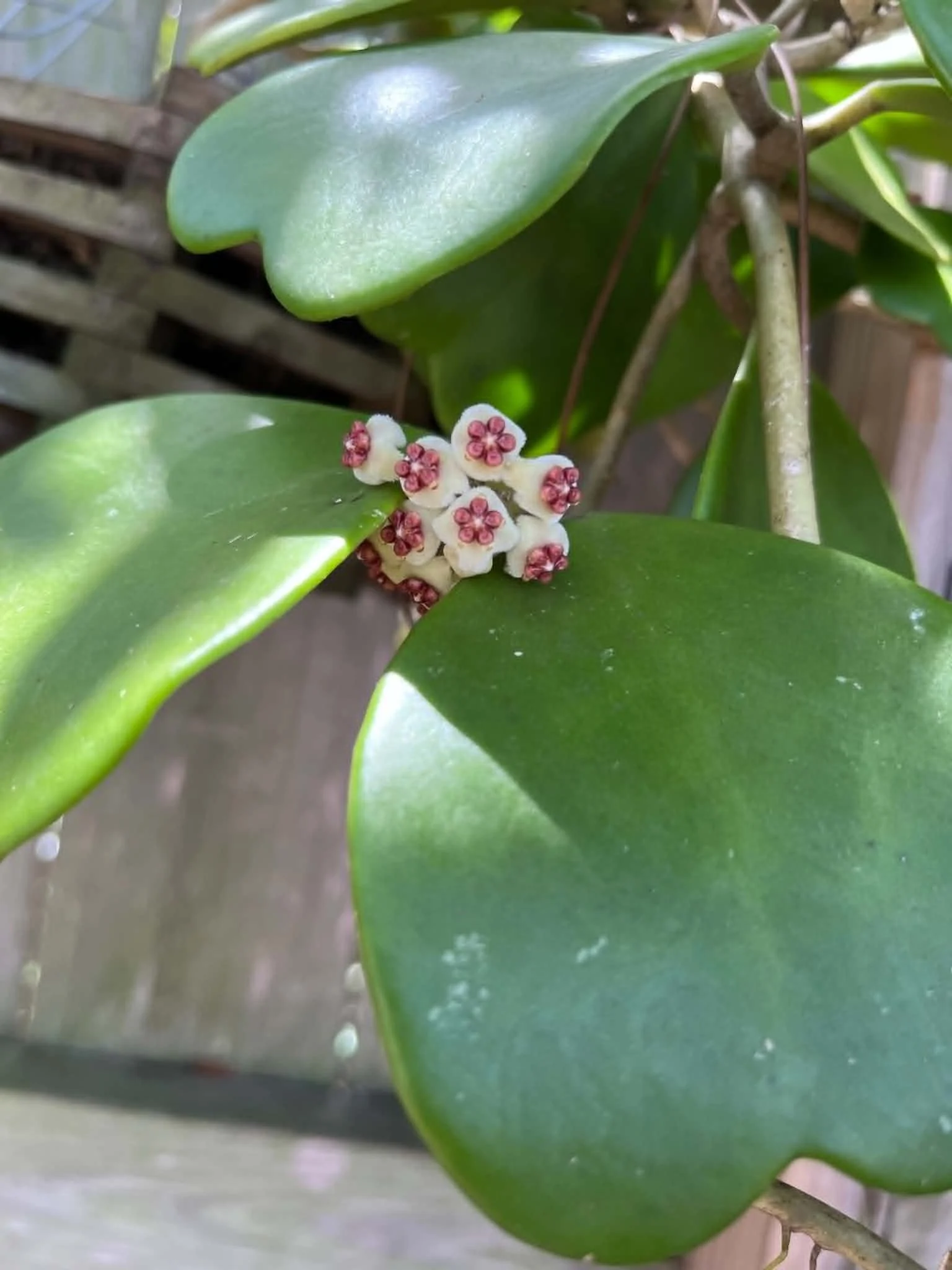 Hoya kerrii “Sweetheart Hoya” — 3 Inch Pot