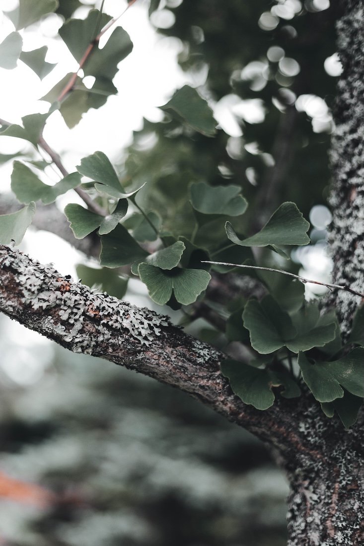 Fresh natural foliage representing whole food nutrition and metabolic health