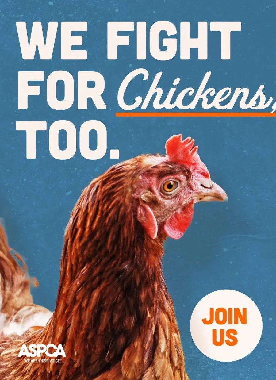 ASPCA Campaign Design
