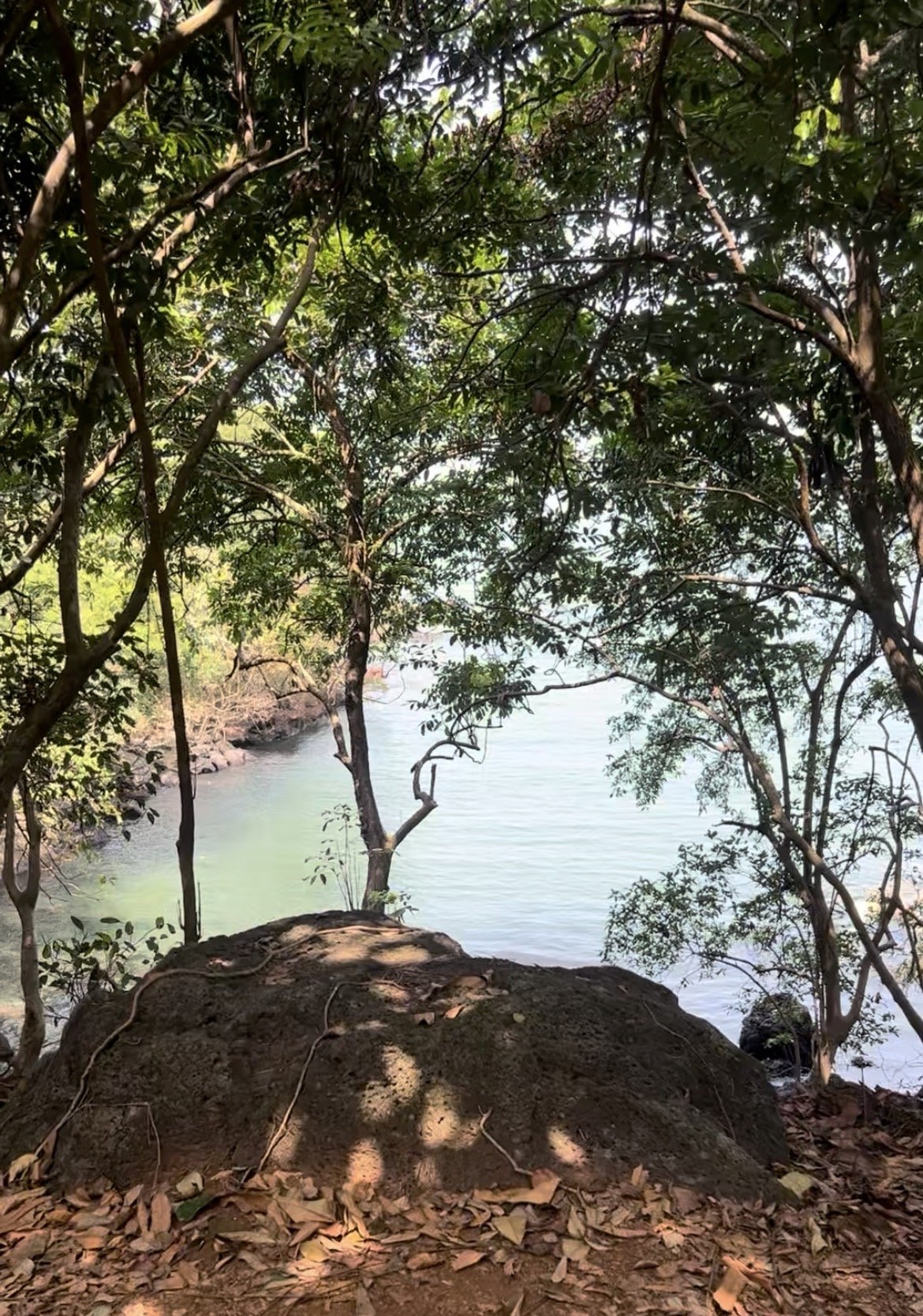 A view of a river or lake partially framed by green tree branches and leaves, with rocks and dry leaves on the ground in the foreground.
