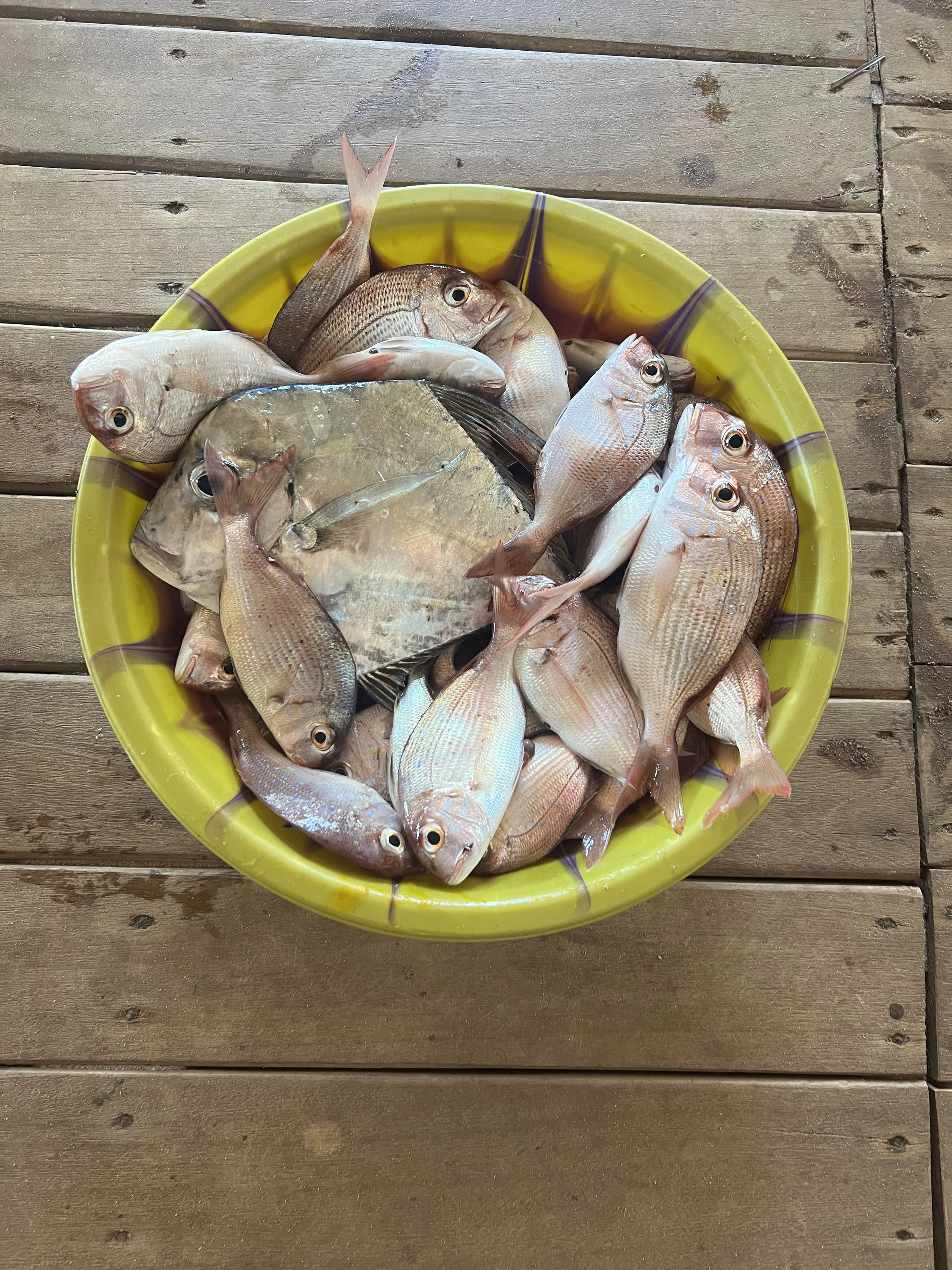 Friskfangede fisk fanget af gæster på fisketur i Sierra Leone.