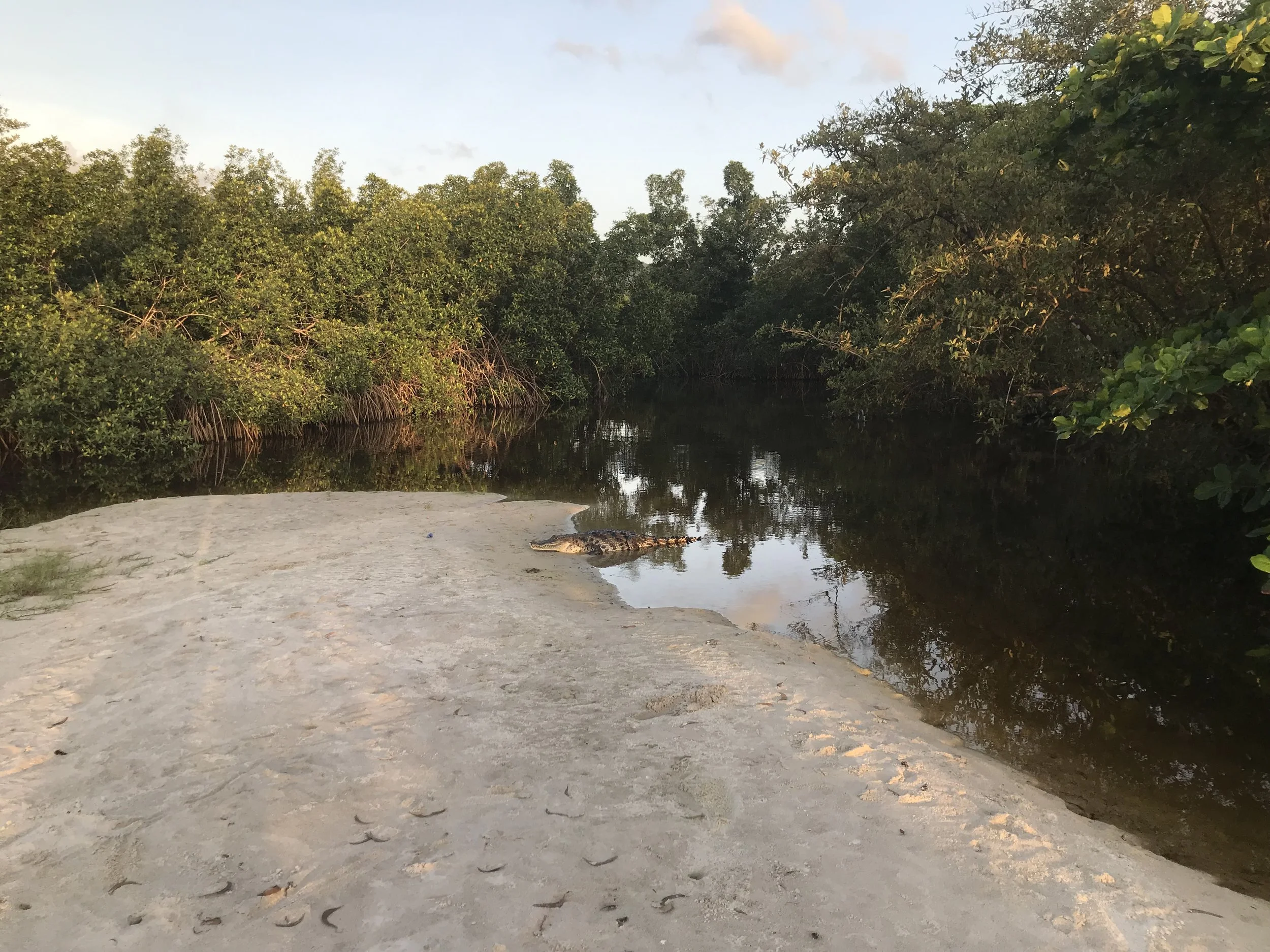 Krokodille ved flodbredden omgivet af frodig natur i Sierra Leone.