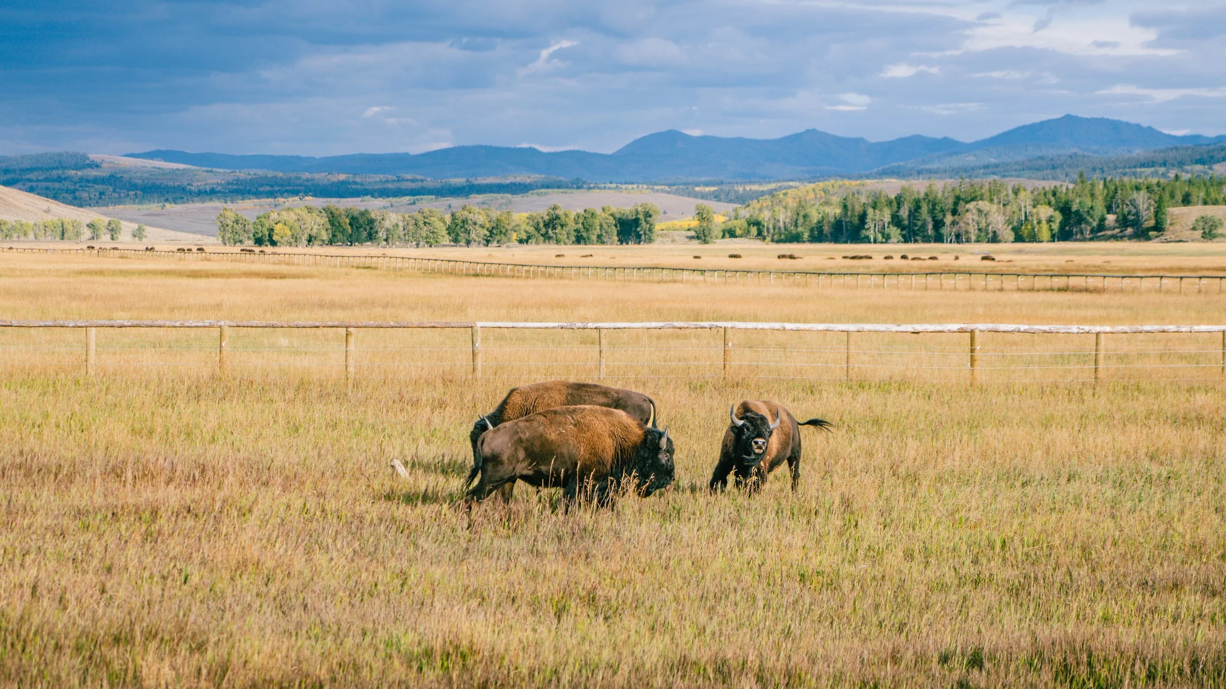 YELLOWSTONE2025-272.jpg