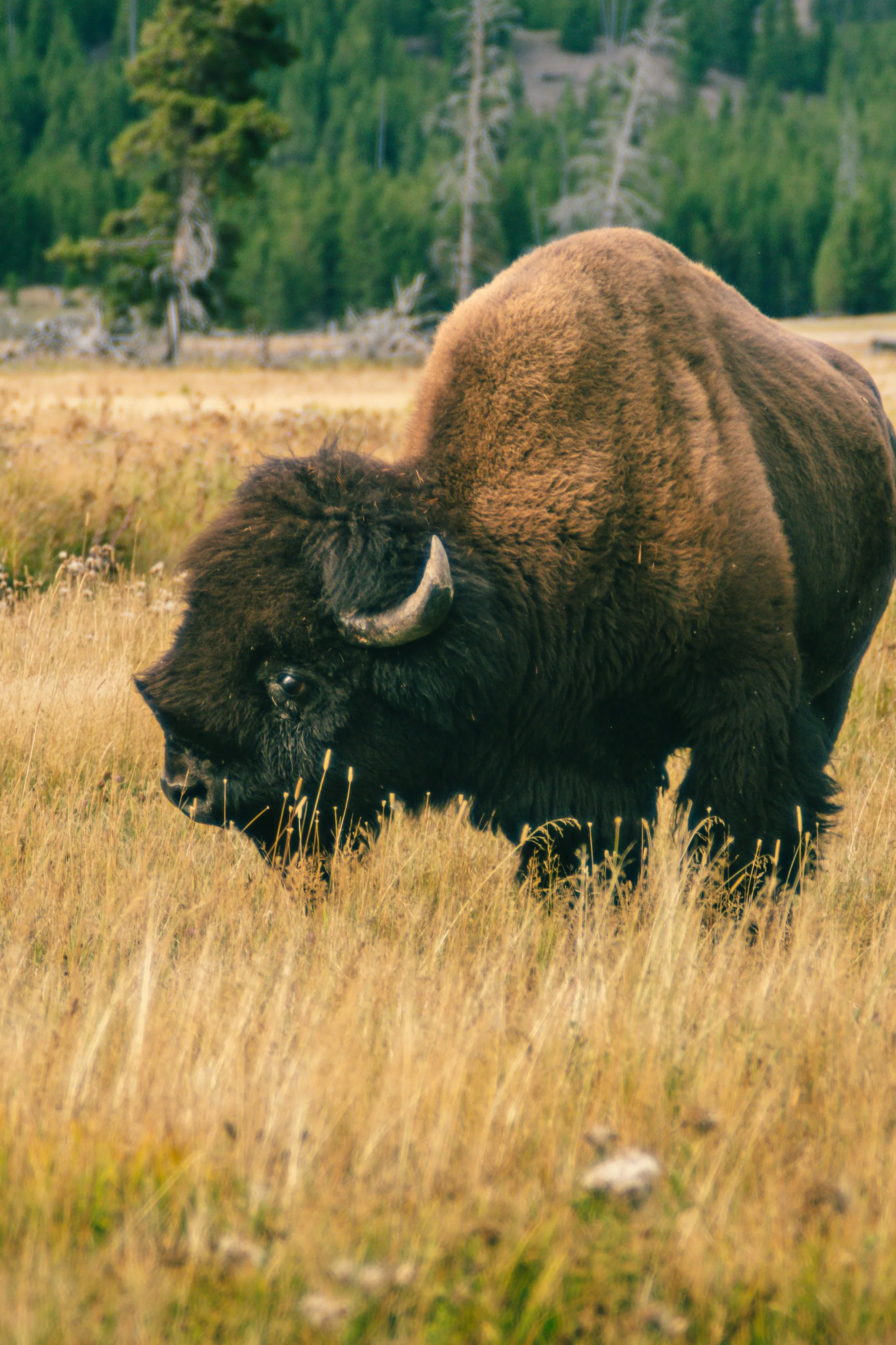 YELLOWSTONE2025-218.jpg