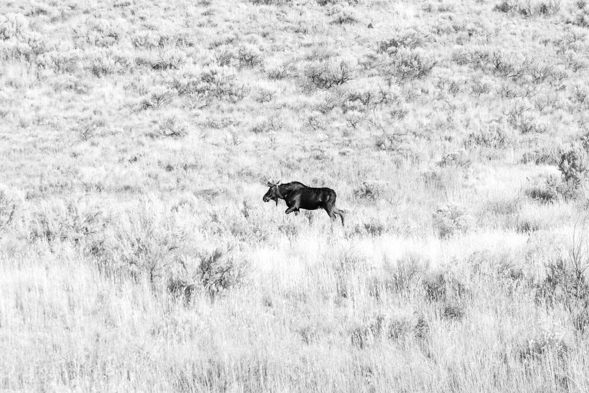 YELLOWSTONE2025-8.jpg