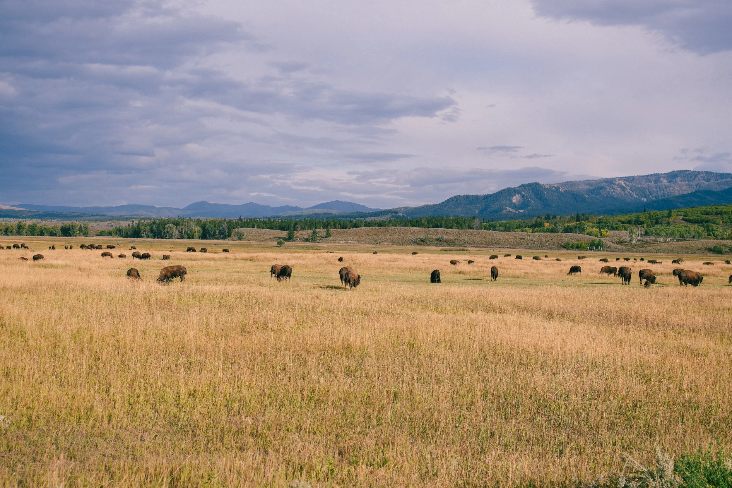 YELLOWSTONE2025-431.jpg