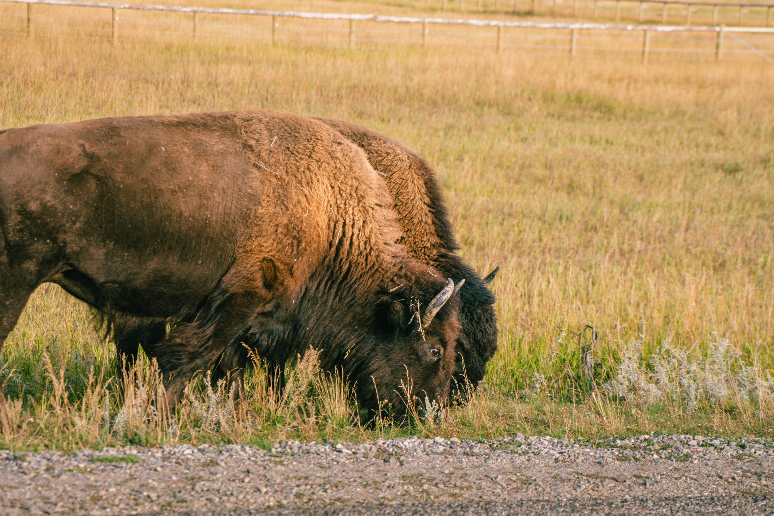 YELLOWSTONE2025-286.jpg