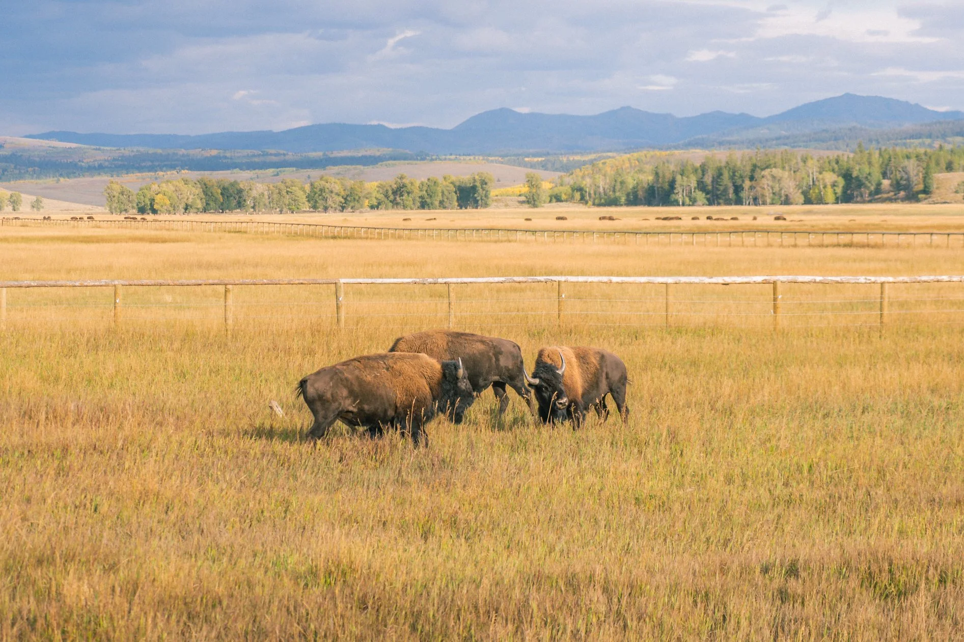 YELLOWSTONE2025-224.jpg