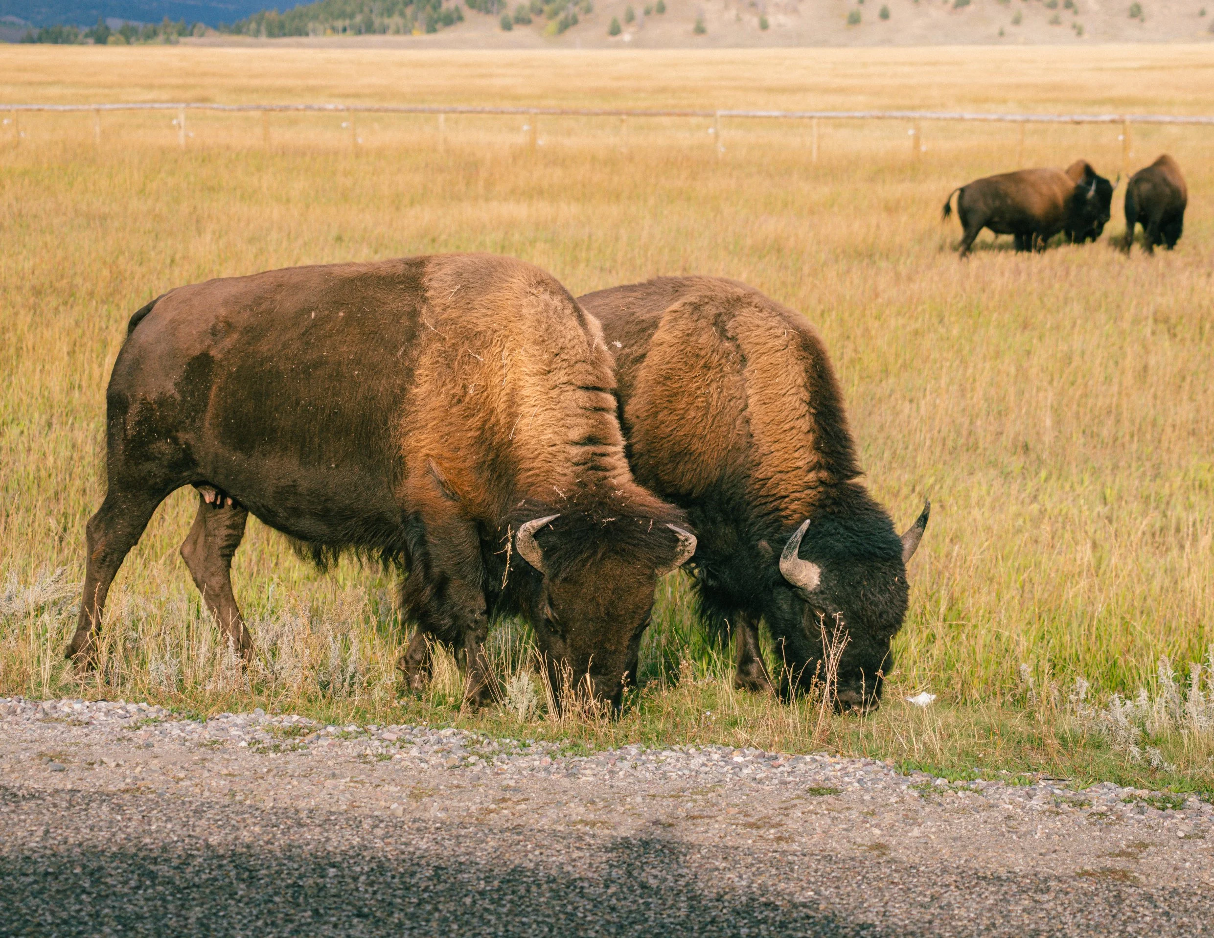 YELLOWSTONE2025-128.jpg