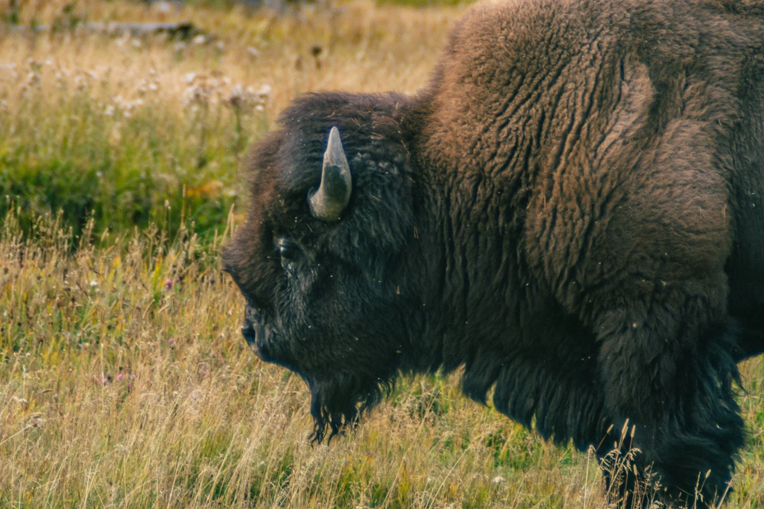 YELLOWSTONE2025-21.jpg