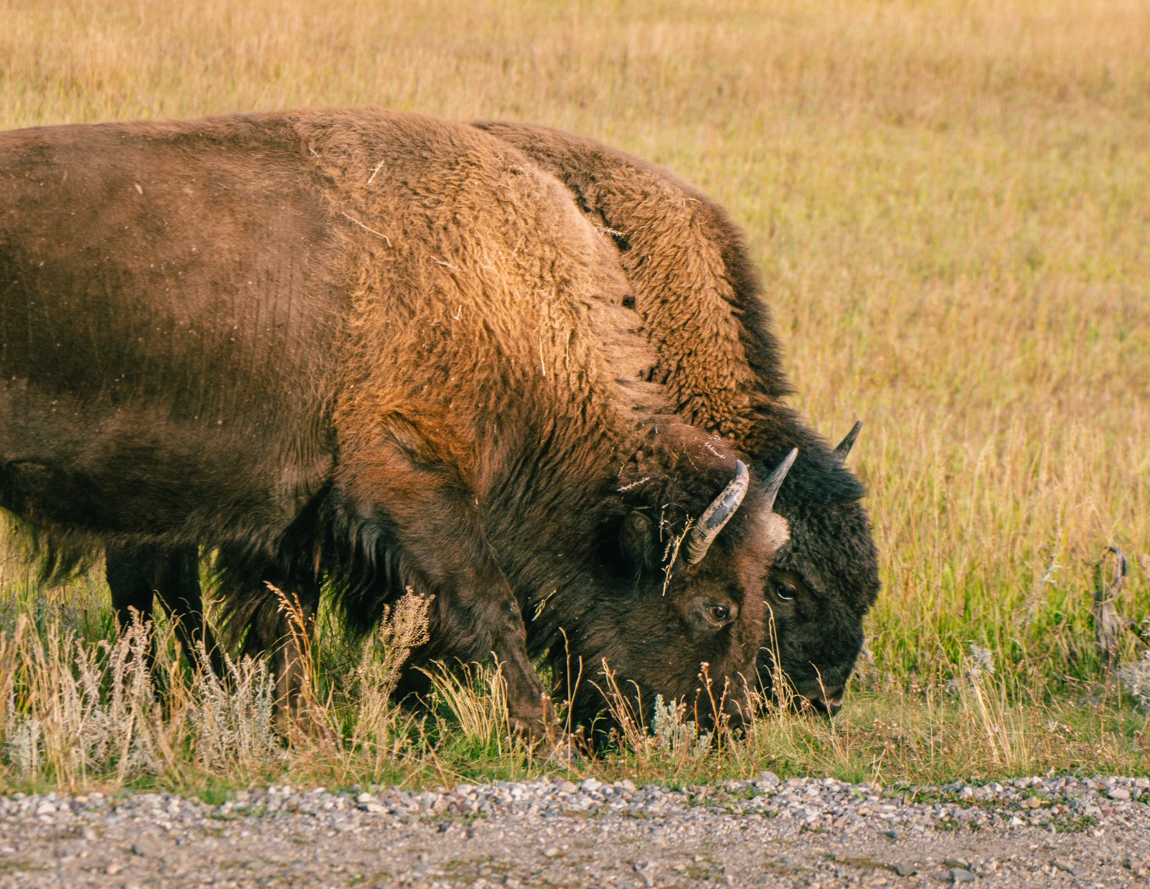 YELLOWSTONE2025-157.jpg