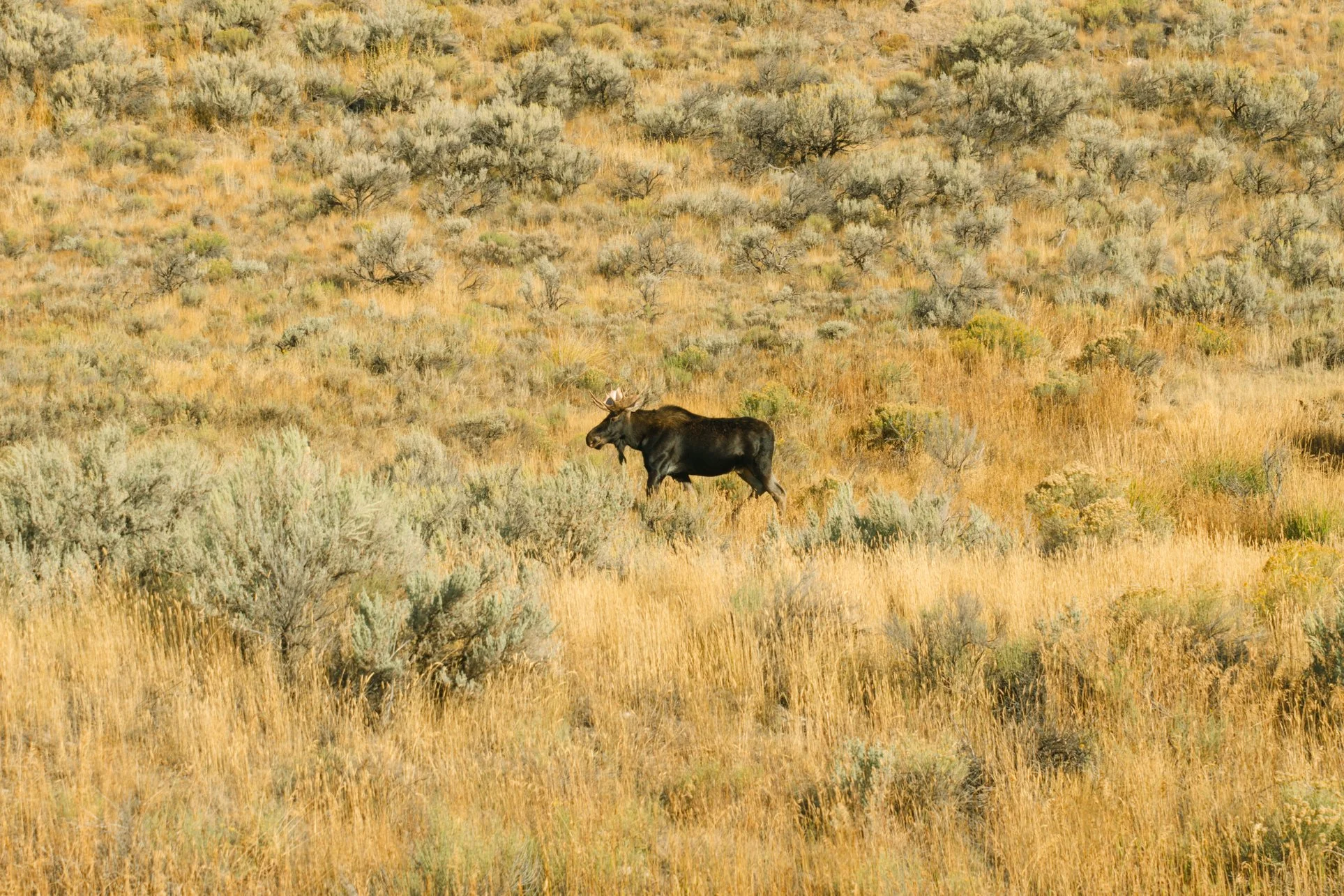 YELLOWSTONE2025-211.jpg