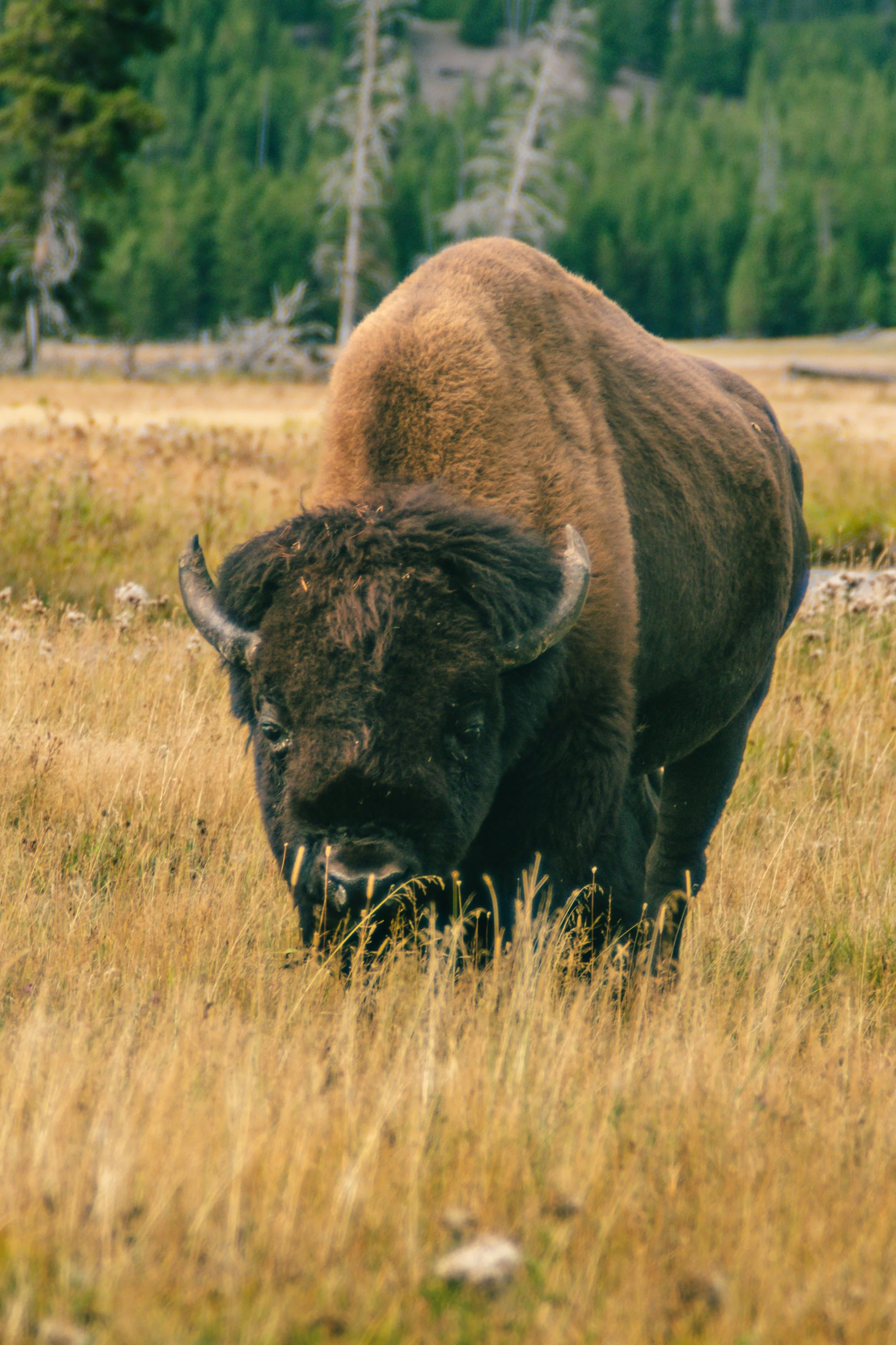 YELLOWSTONE2025-42.jpg