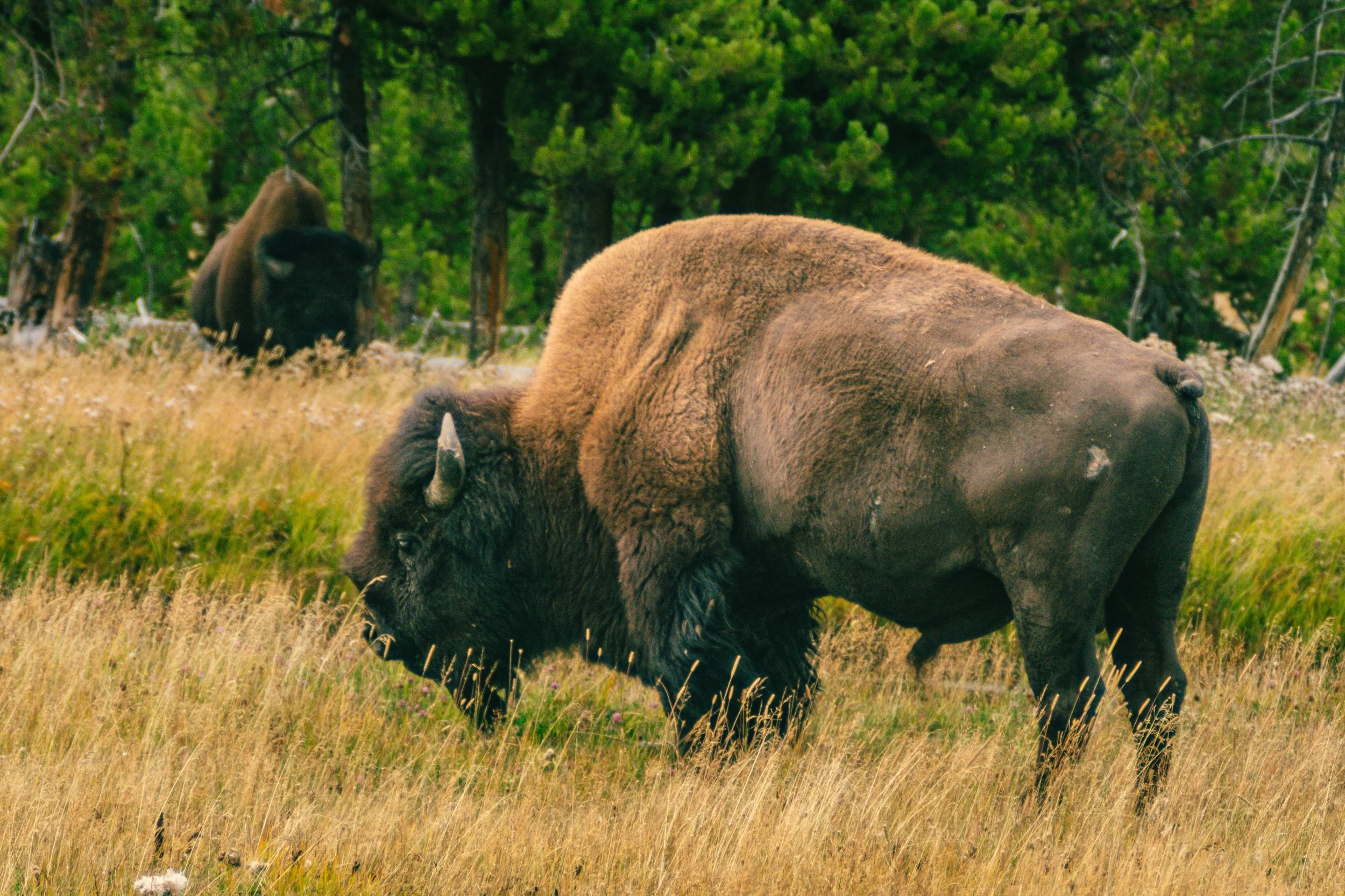 YELLOWSTONE2025-262.jpg