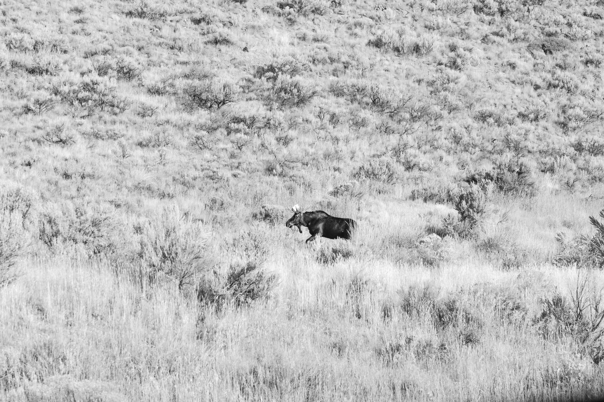 YELLOWSTONE2025-184.jpg