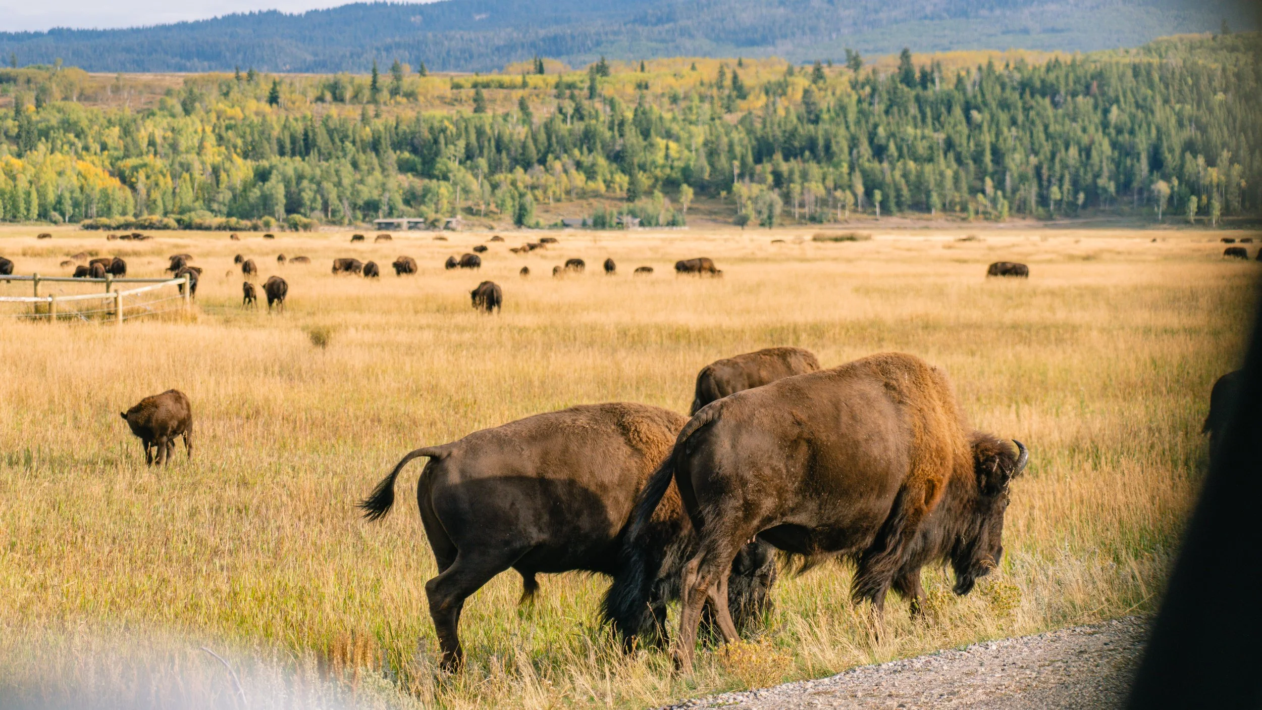 YELLOWSTONE2025-134.jpg
