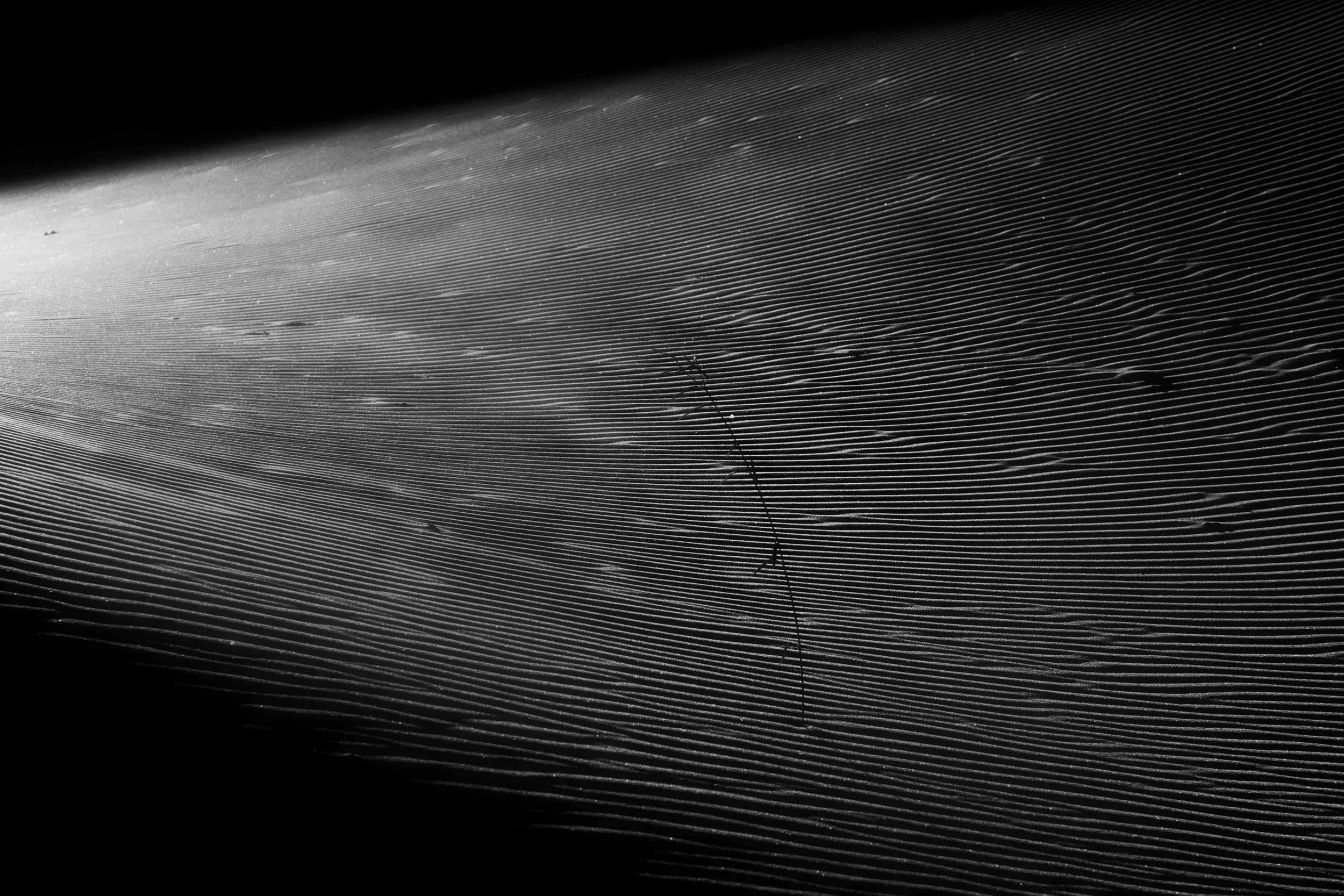 _DSF2477_bnw_baja.jpg