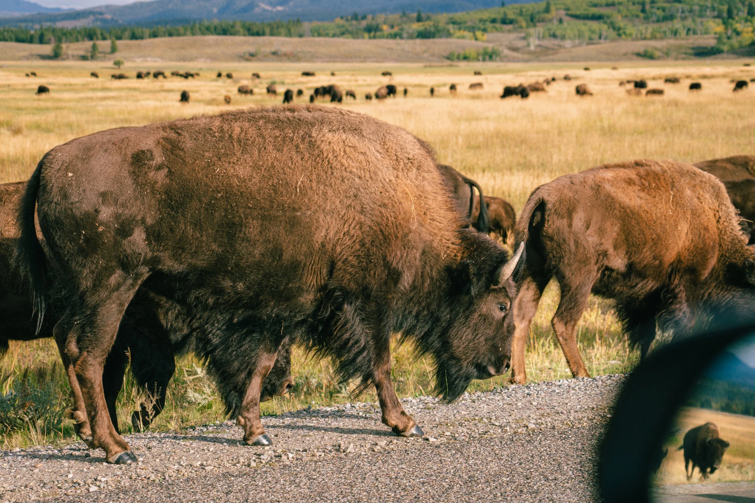 YELLOWSTONE2025-384.jpg