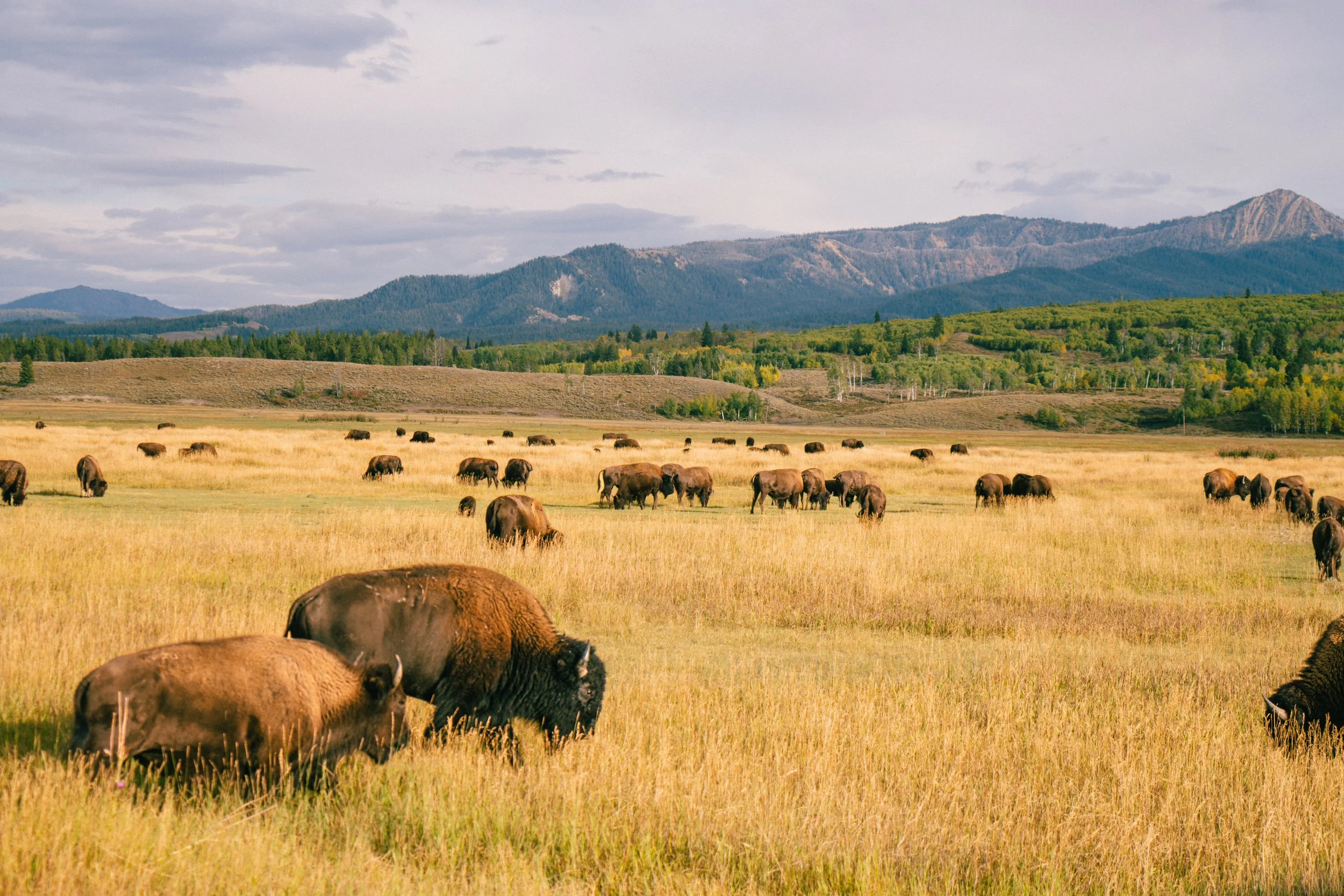 YELLOWSTONE2025-283.jpg